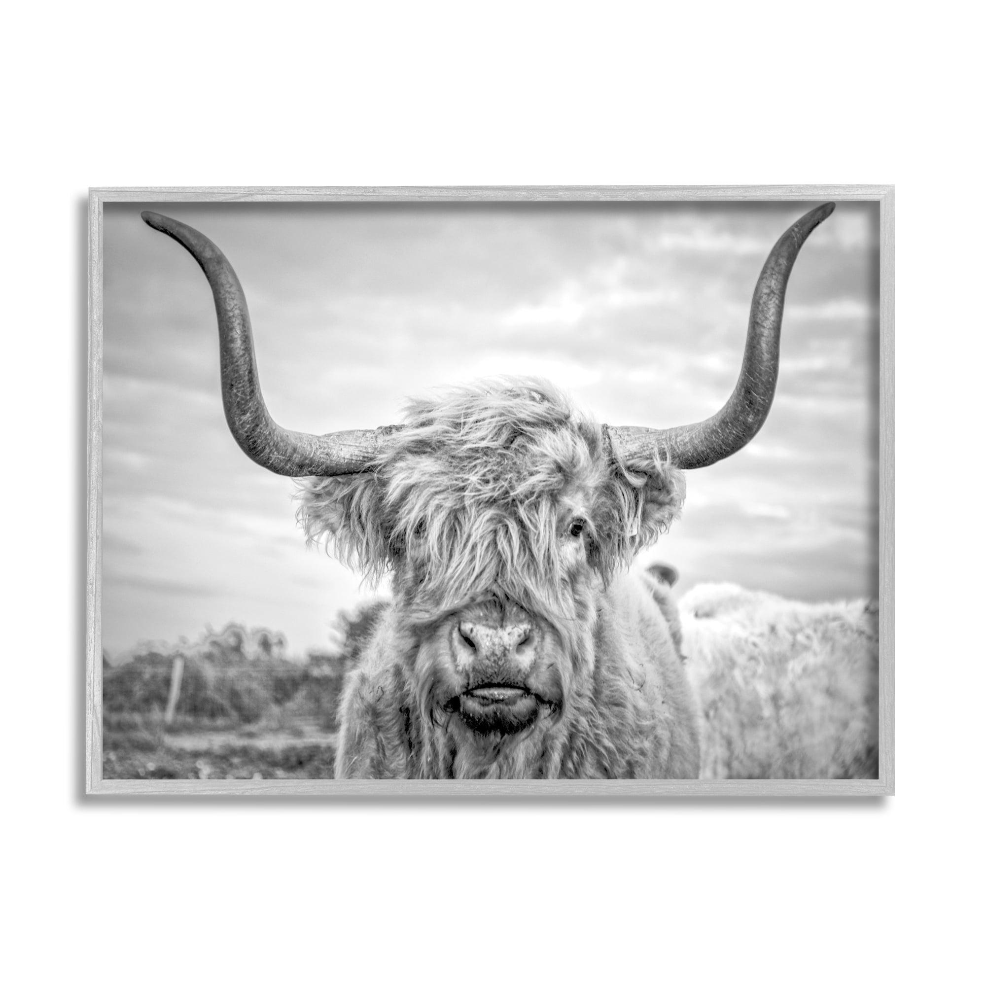 Stupell Industries Black and White Highland Cow Photograph