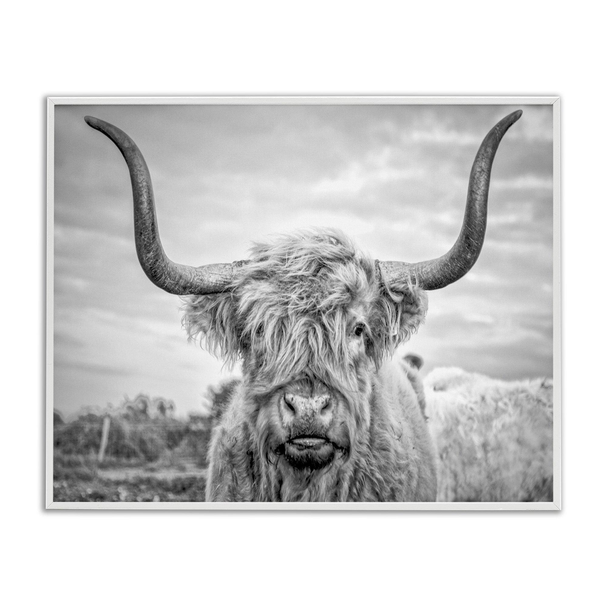 Stupell Industries Black and White Highland Cow Photograph