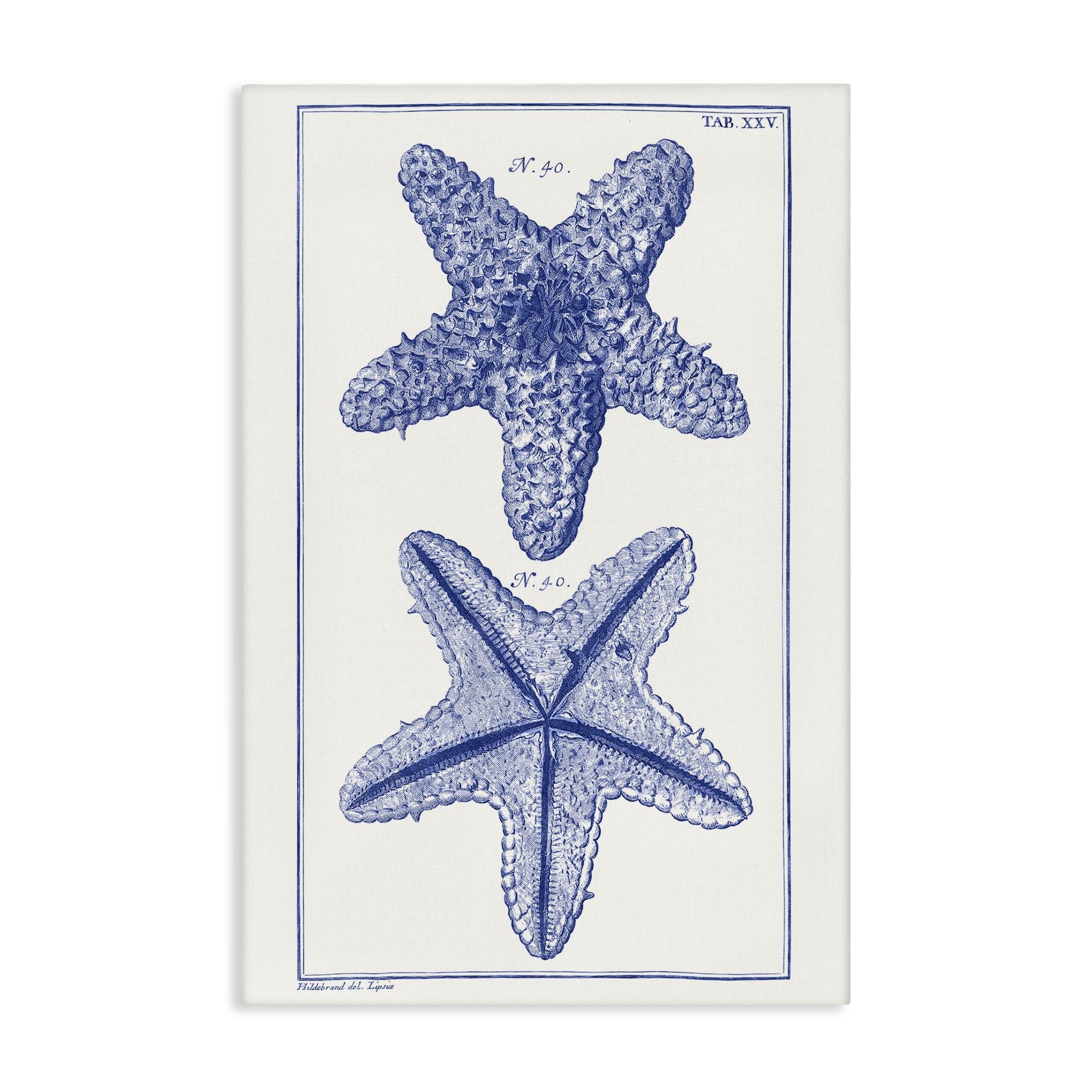 Stupell Industries Blue Starfish Studies, 20" x 30"