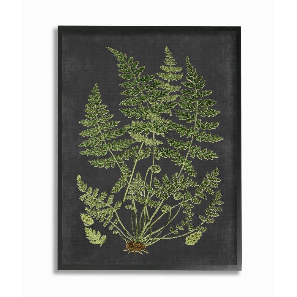 Stupell Industries Botanical Drawing Green Black Design Framed Wall Art by Lettered and Lined