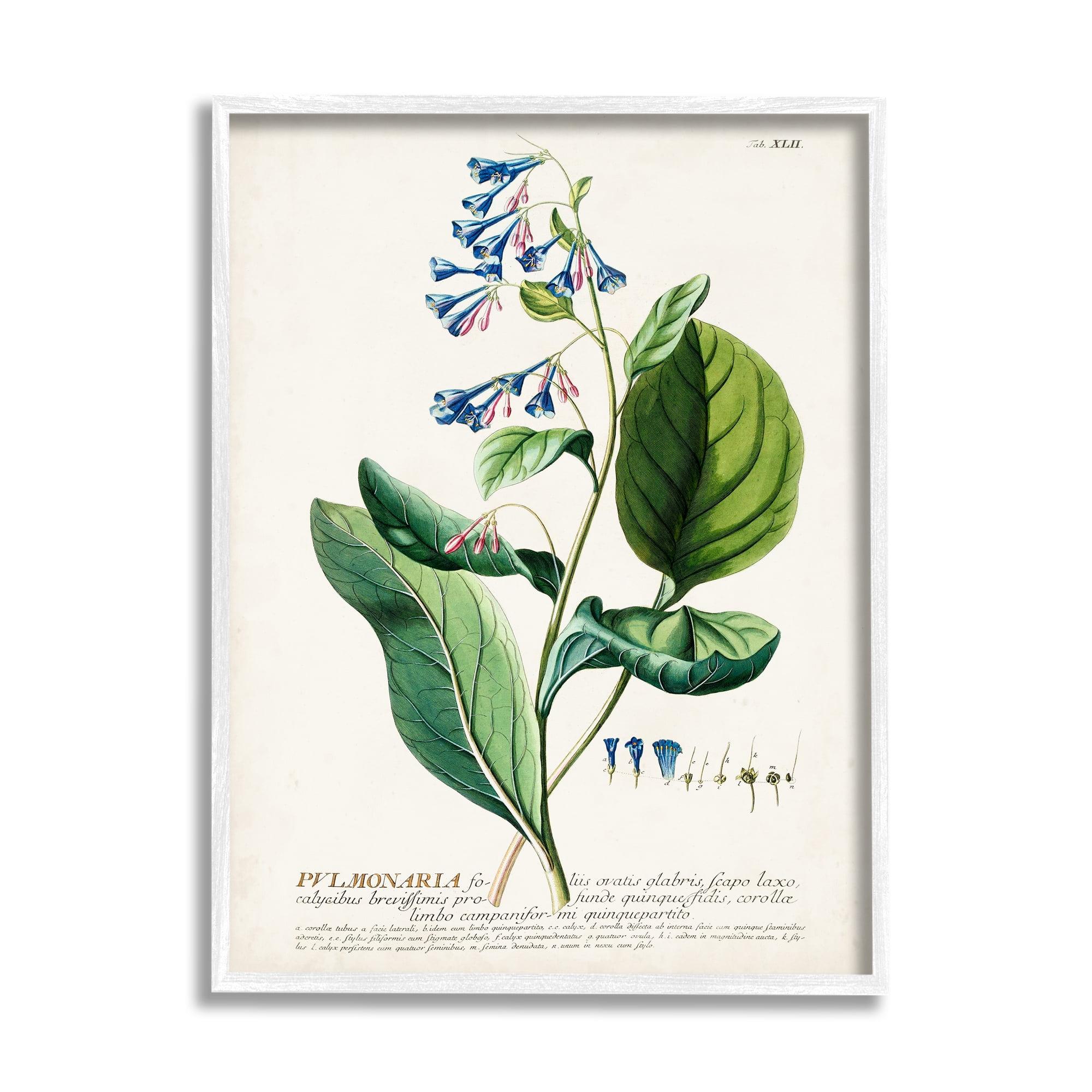 Stupell Industries Botanical Plant Illustration Blue Flowers Vintage Design Drawing Print Framed Art Print Wall Art, 11x14, By World Art Group