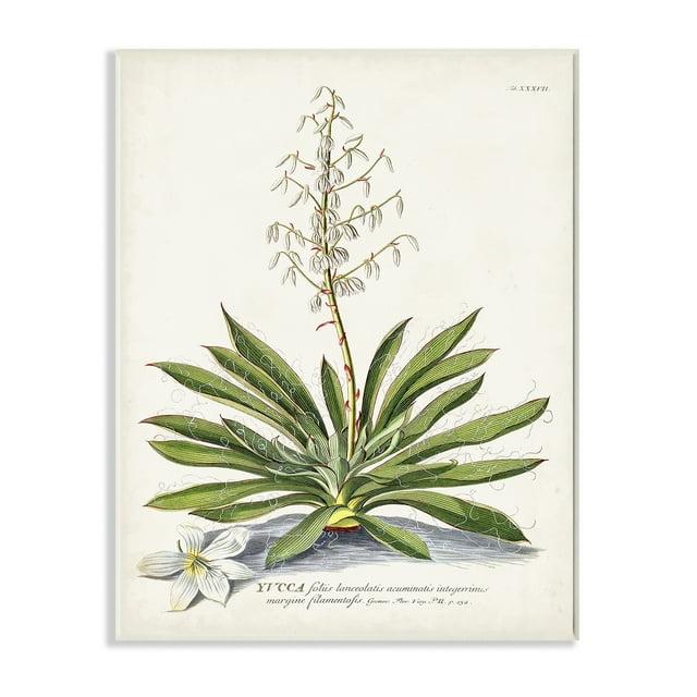 Stupell Industries Botanical Plant Illustration Ferns Vintage Design Drawings Unframed Art Print Wall Art, 13x19, by Unknown