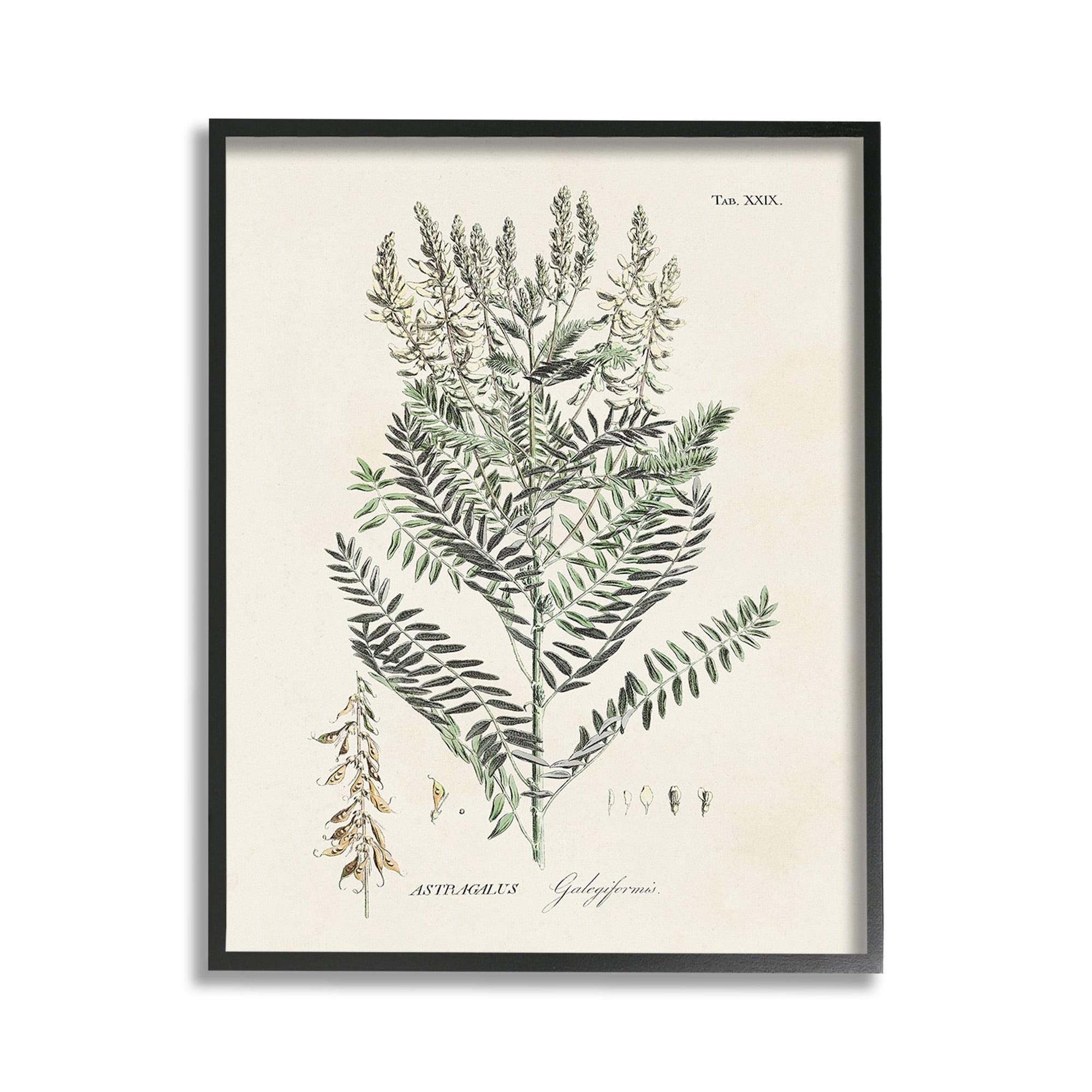 Stupell Industries Forest Plant Study Botanical & Floral Painting Black Framed Art Print Wall Art, 11 x 14