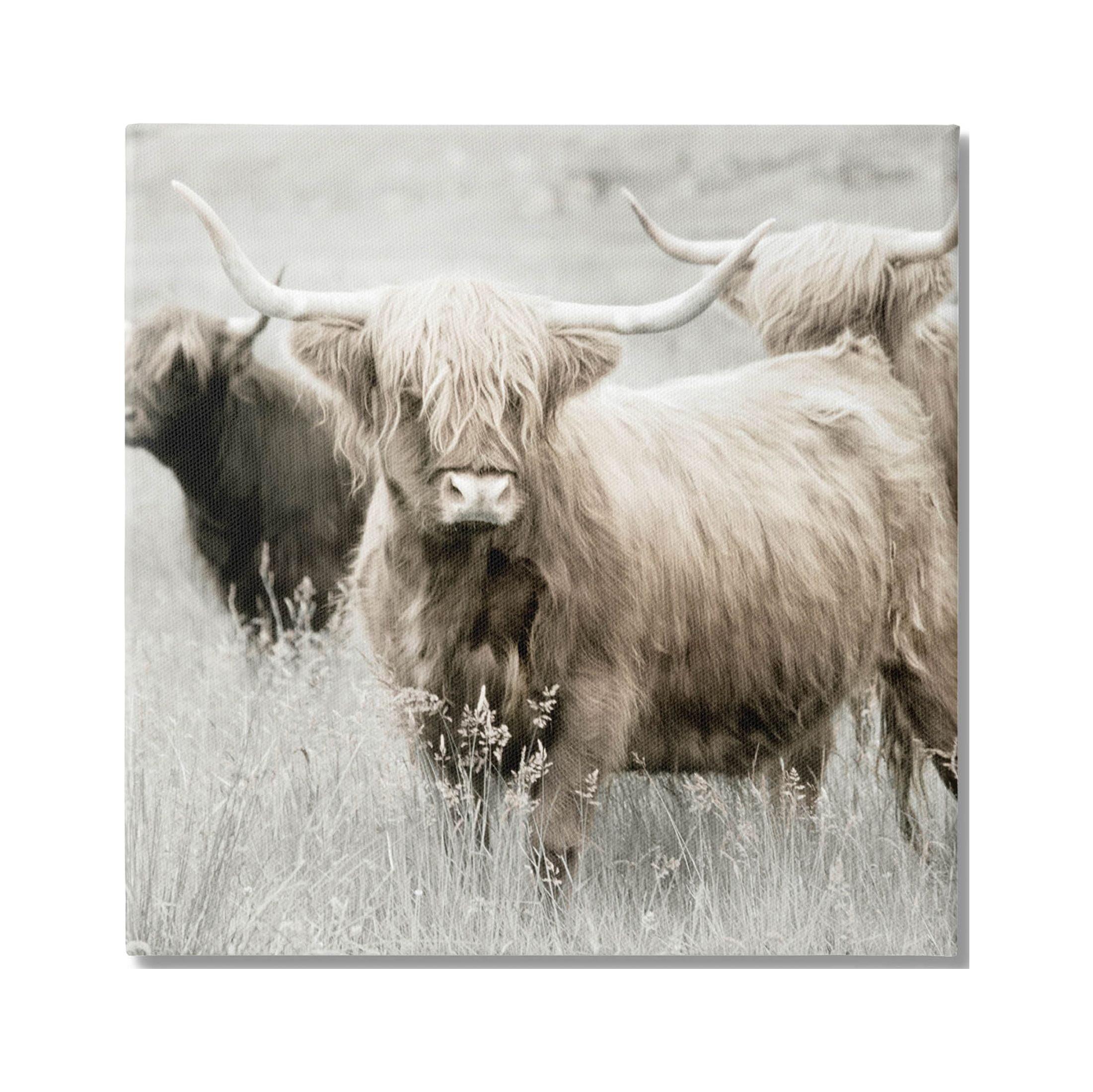 Highland Cattle Meadow 30" Square Canvas Print