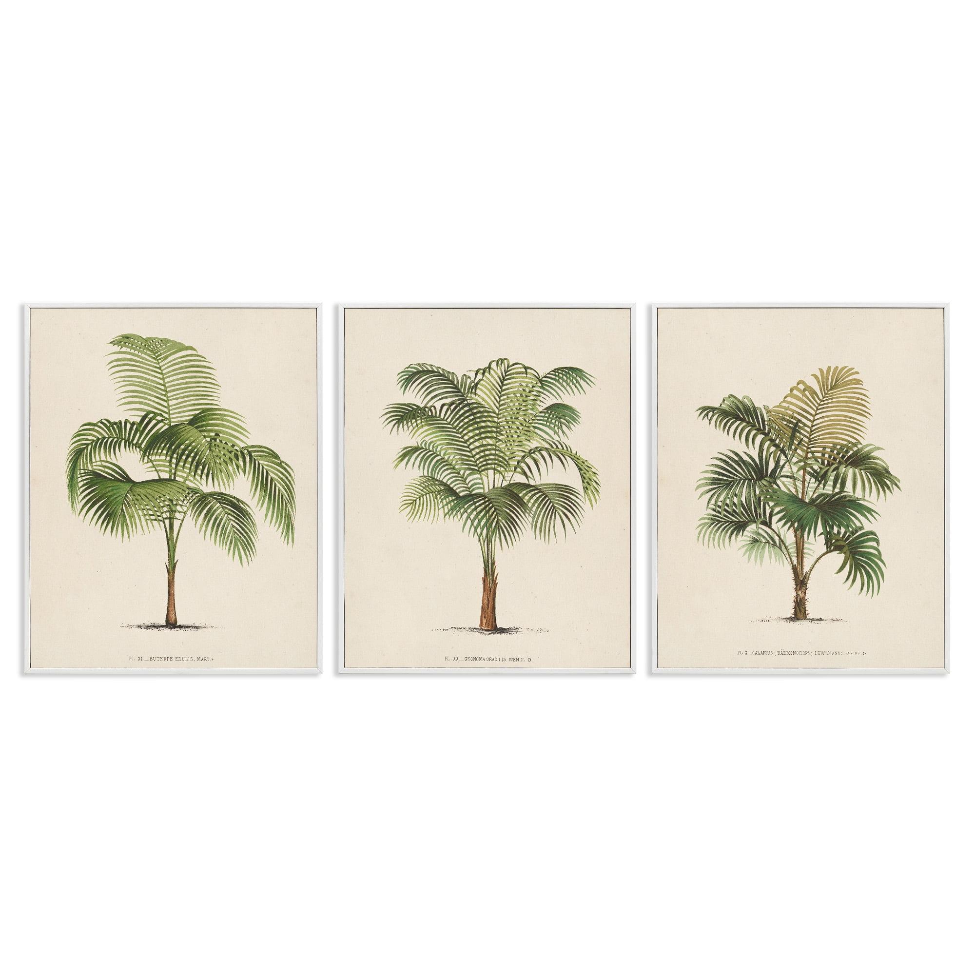 Stupell Industries Les Palmiers Botanical Trio 3 Piece Giclee Art Set by World Art Group