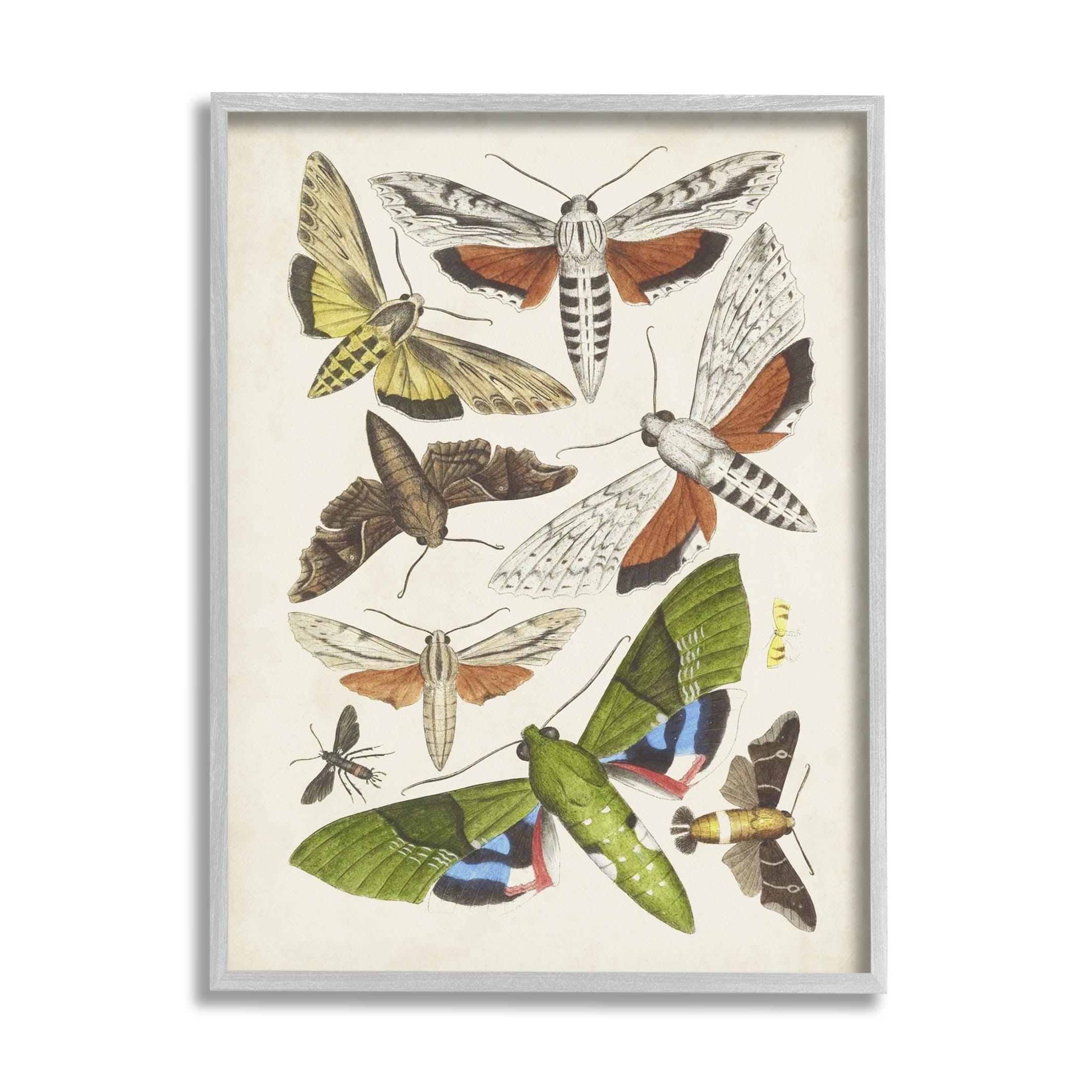 Stupell Industries " Mixed Insects Moth Latin Studies " by World Art Group