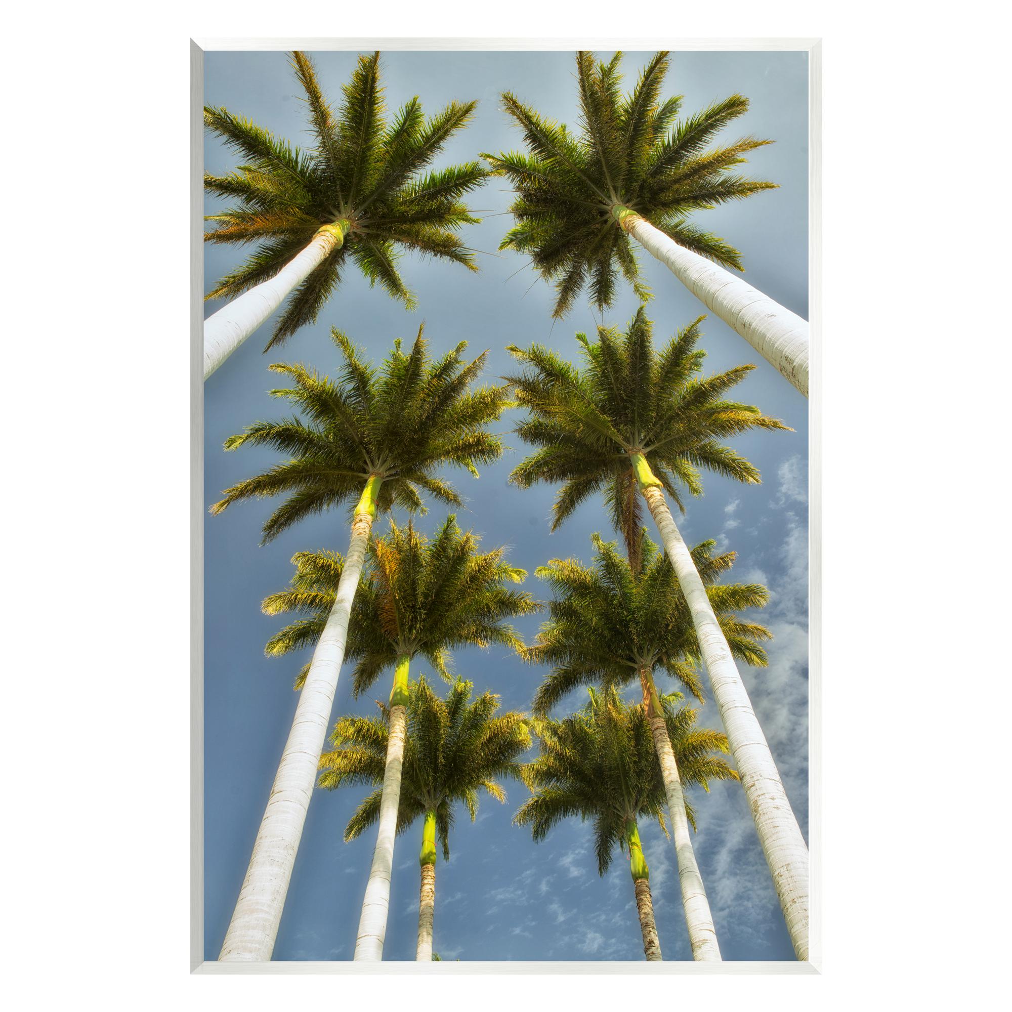 Stupell Industries Palm Trees Overhead Nature Photography Unframed Art Print Wall Art, 13 x 19