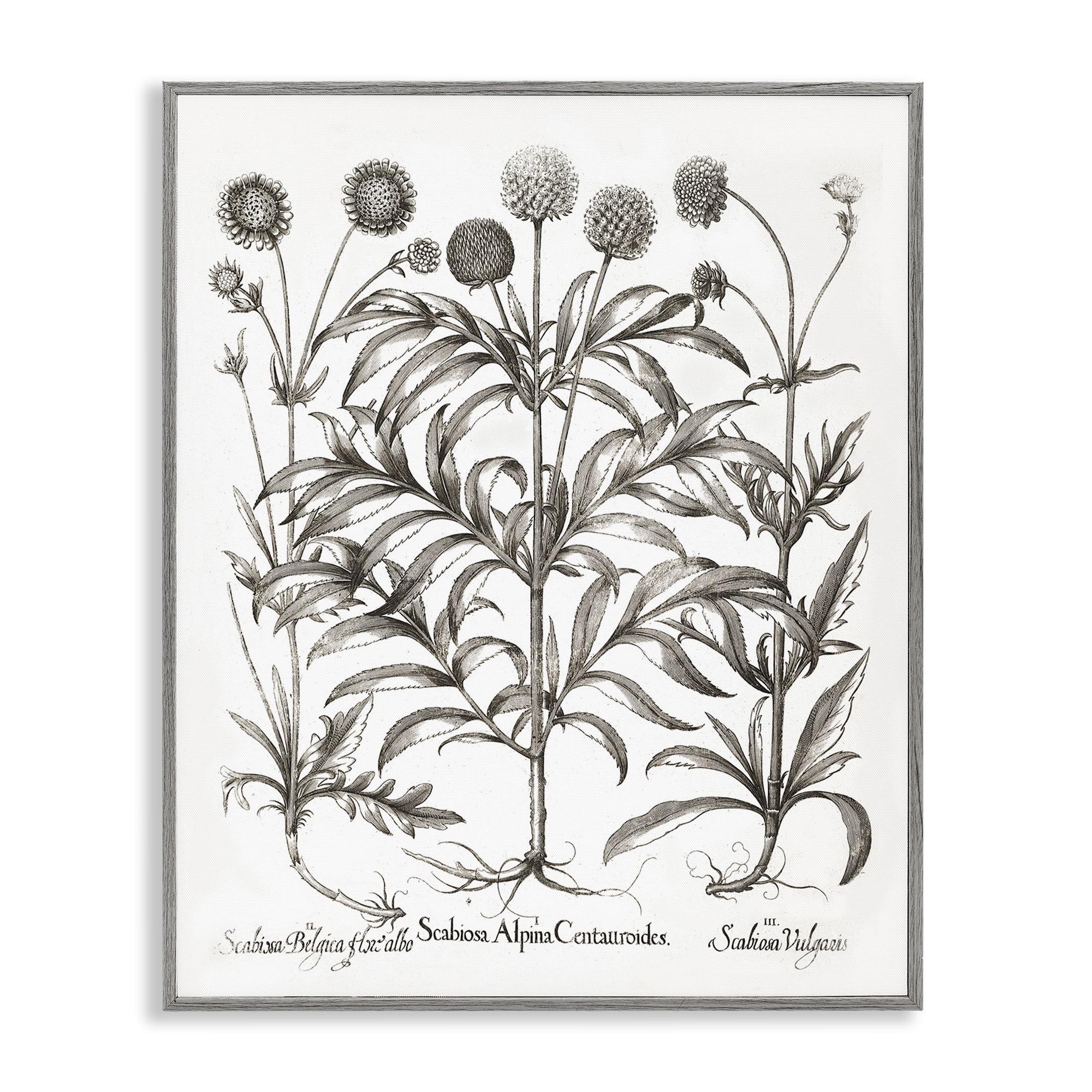 Stupell Industries Scientific Vintage Flowers Botanical & Floral Painting Gray Framed Art Print Wall Art, 11 x 14