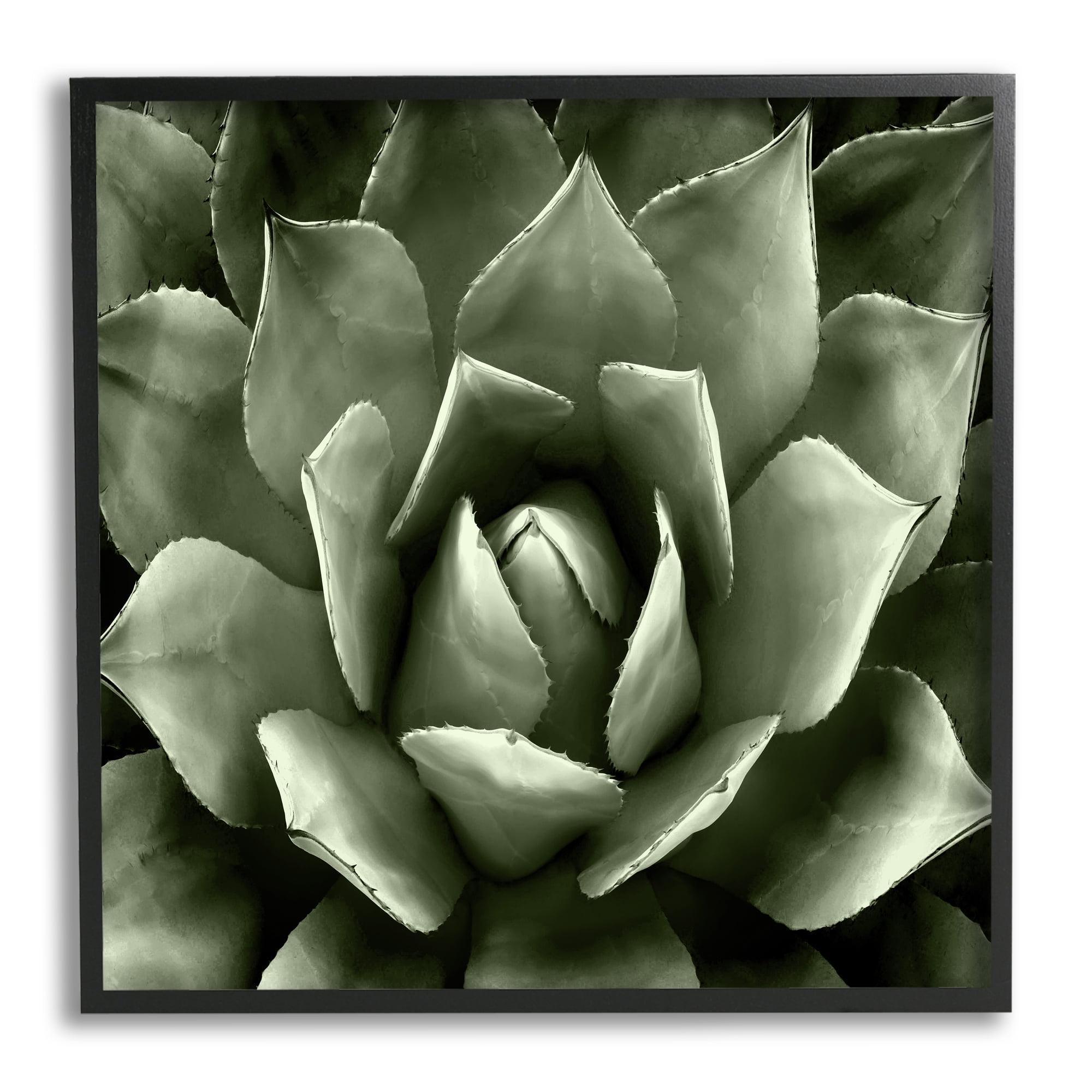 Succulent Plant Close-Up Green Canvas Print in Black Frame