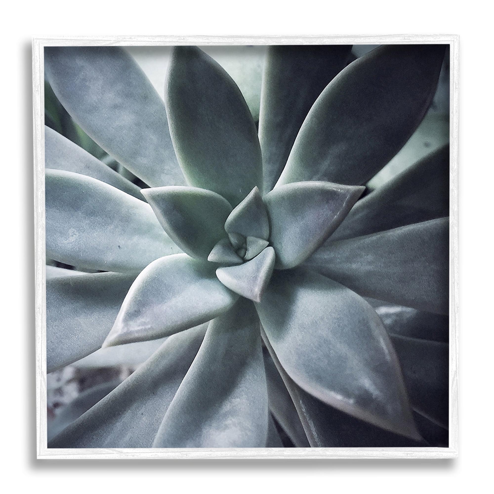 White Framed Succulent Plant Photography Giclee Canvas Print