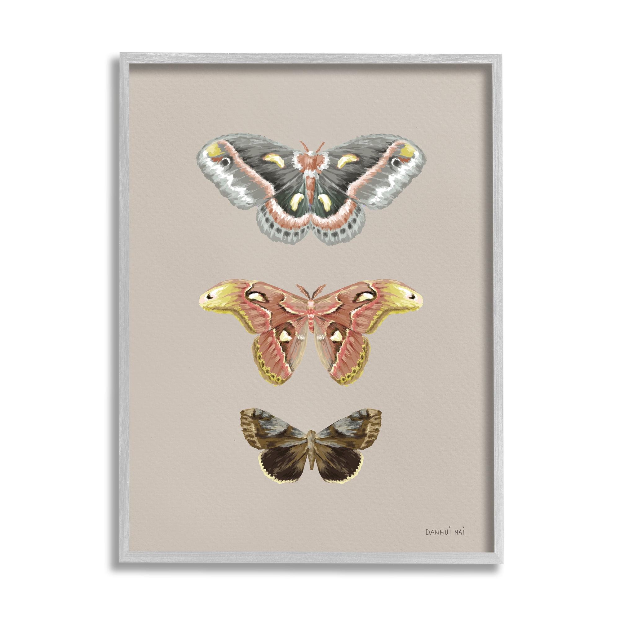 Stupell Industries Vintage Moth Specimens Animals & Insects Painting Gray Framed Art Print Wall Art, 11 x 14