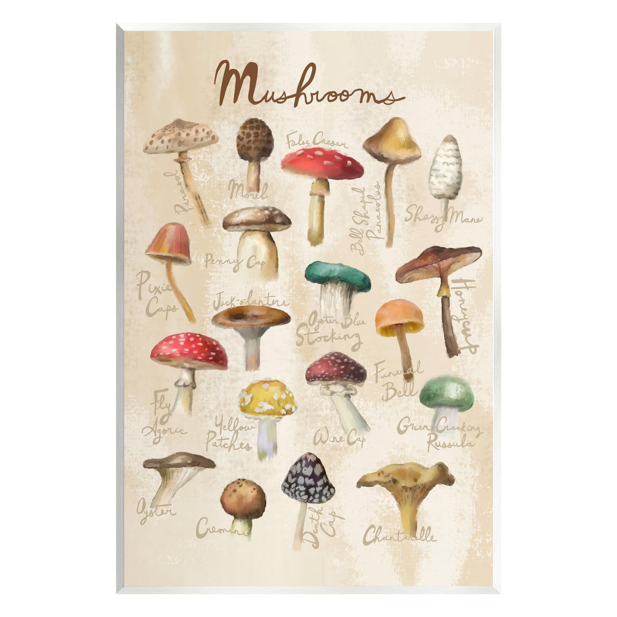 Stupell Industries " Vintage Mushroom Types Diagram " by Amylee Weeks