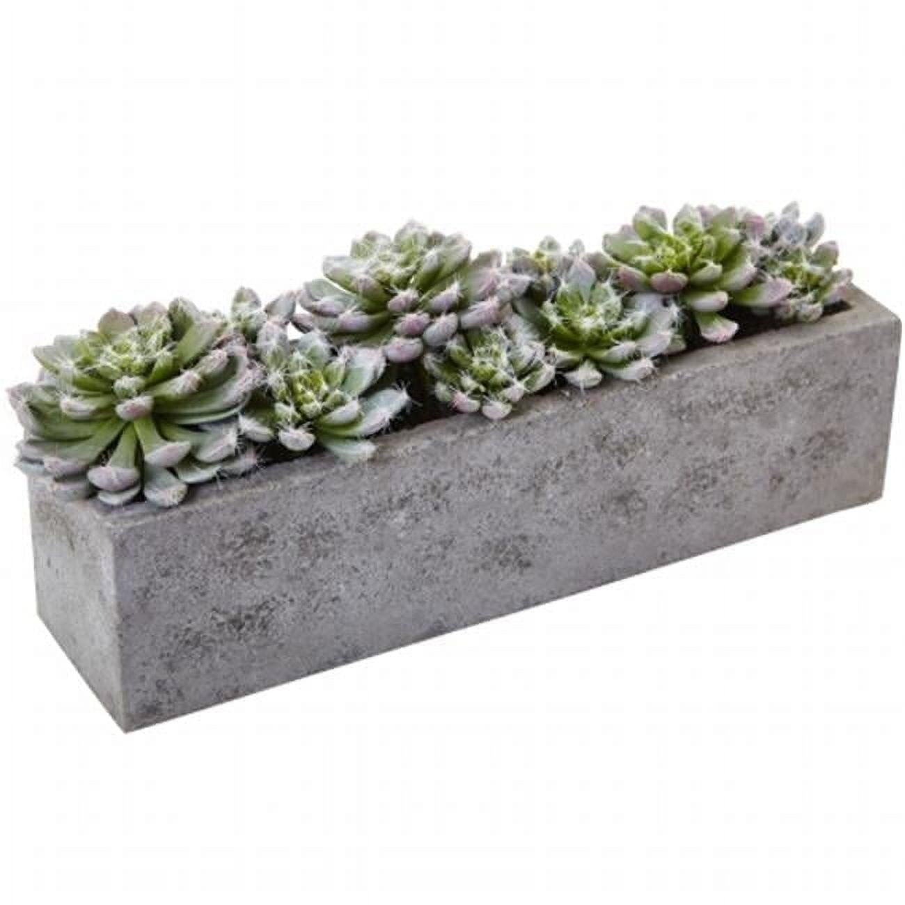 Succulent Garden With Textured Concrete Planter