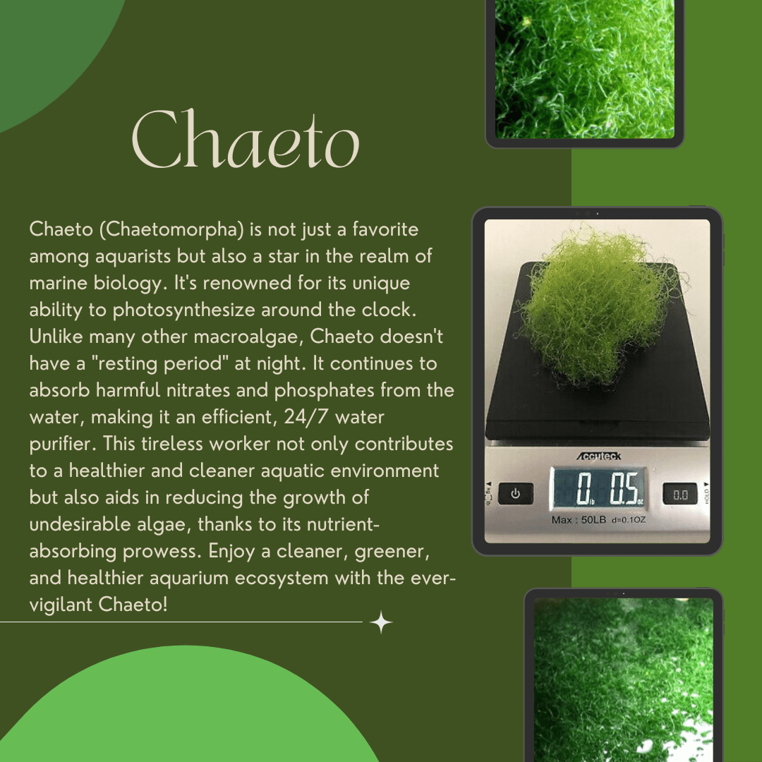 Super Clean Chaeto Premium Saltwater Aquarium Macro Algae 5 Grams