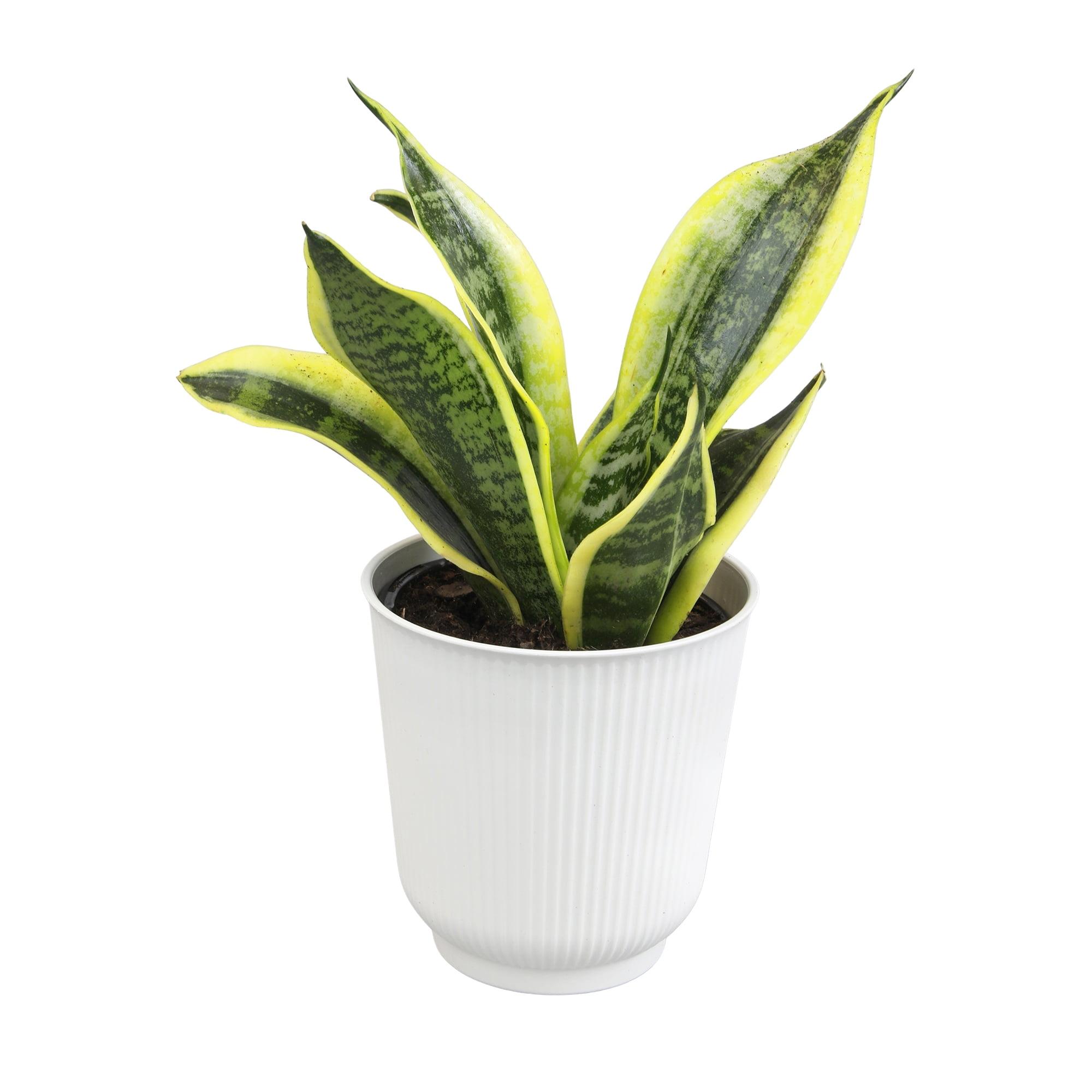 Large Sansevieria Snake Plant in White Planter