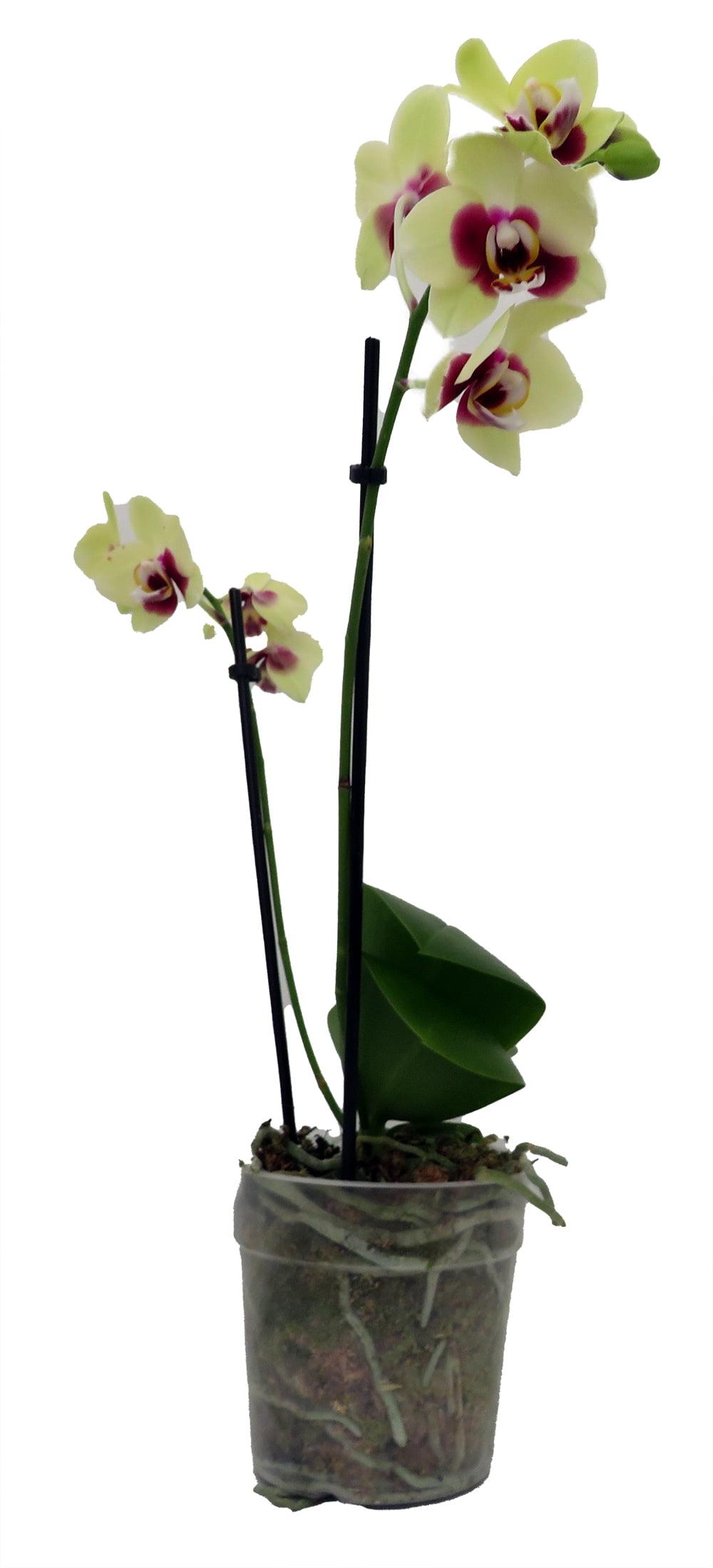 Surprise Moth Orchid Plant - Phalaenopsis - 4" Pot - Easy House Plant