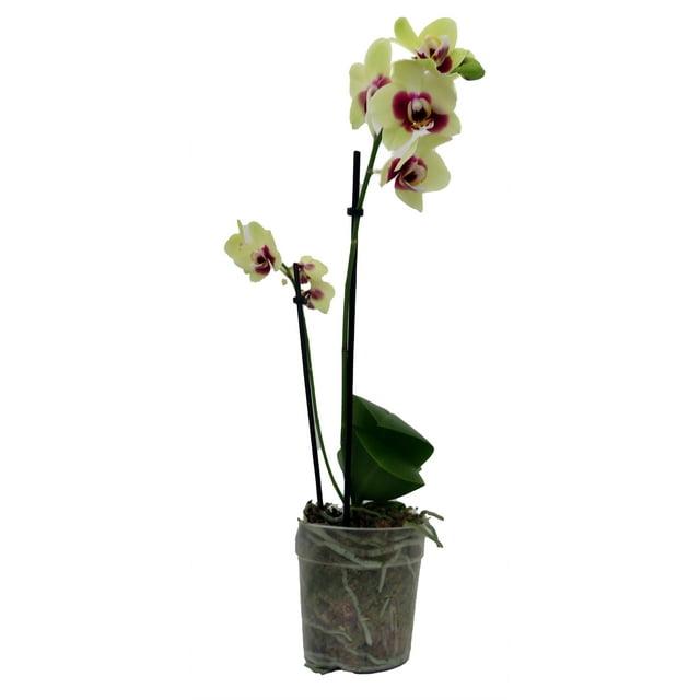 Surprise Moth Orchid Plant - Phalaenopsis - 4" Pot - Easy House Plant