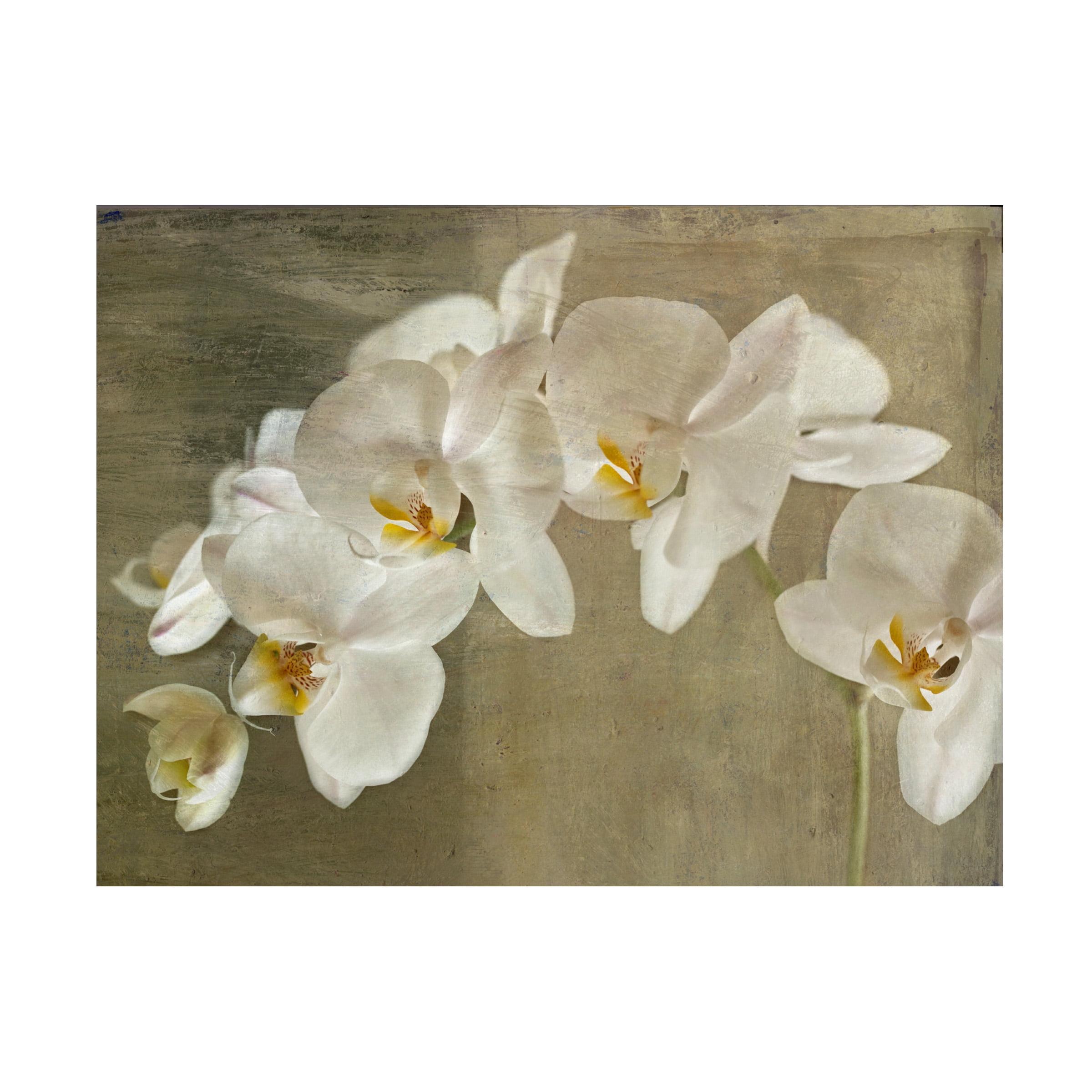 Symposium Design White Orchid Canvas Print with Wooden Frame