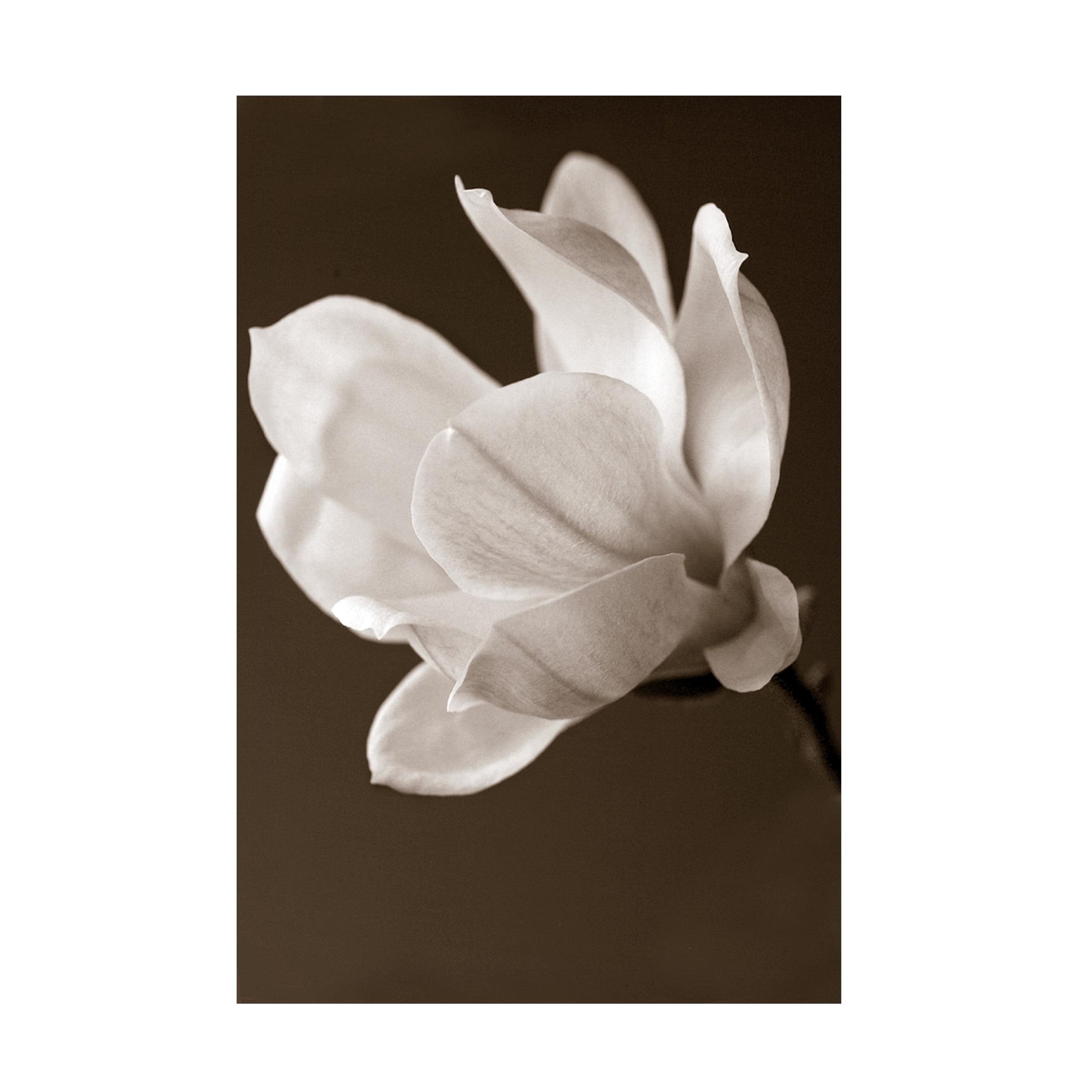 Sepia Magnolia " Sepia Magnolia " by Symposium Design