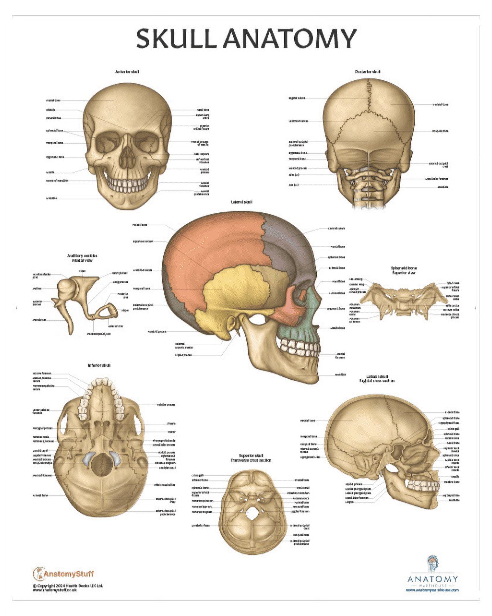 Anatomy Lab Human Skull Anatomy Laminated Poster