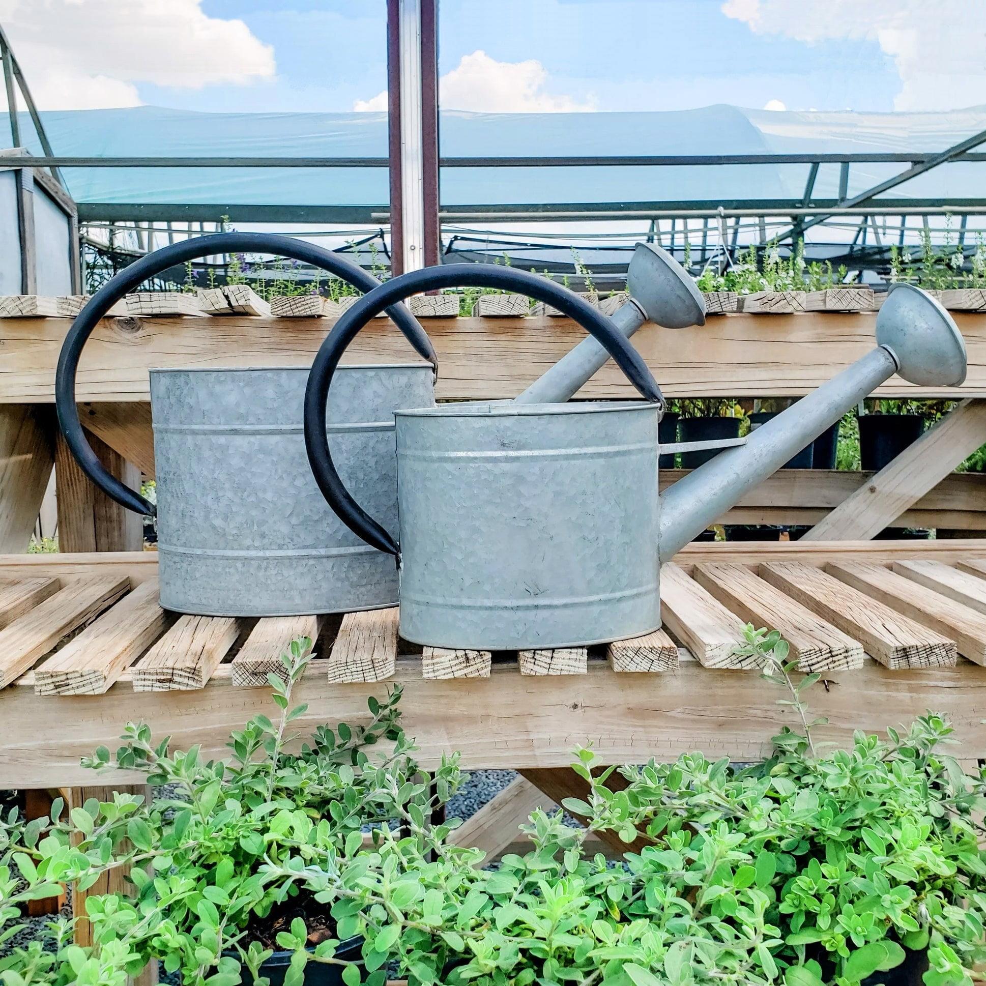 Tierra Garden 1.3-gal Oval Aged Zinc Watering Can