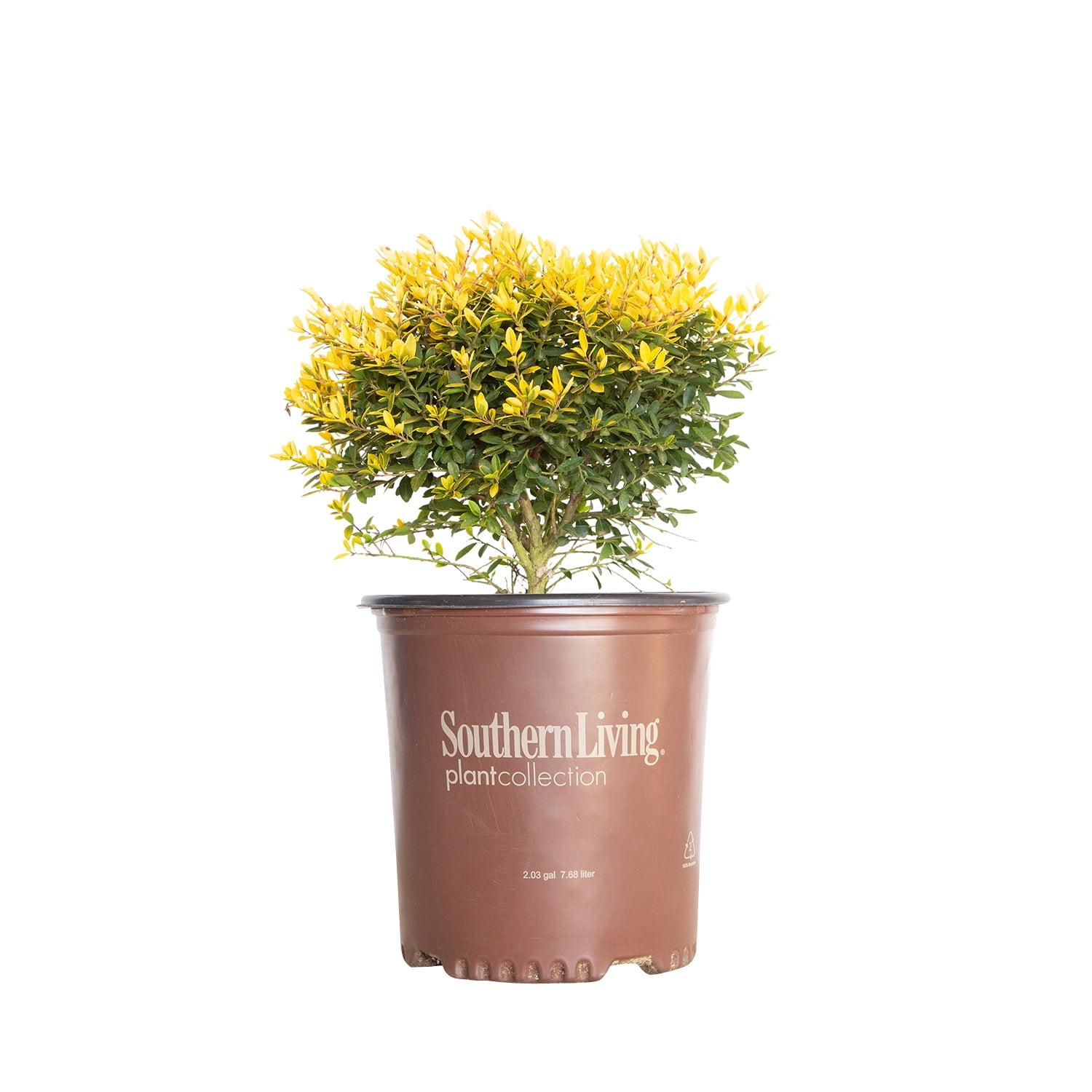 Touch of Gold Holly 2 Gallon Evergreen Shrub