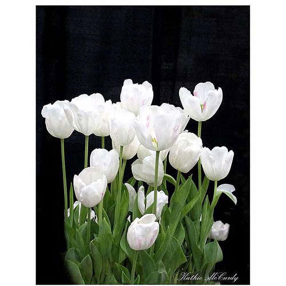 Trademark Fine Art " White Tulips " by Kathie McCurdy