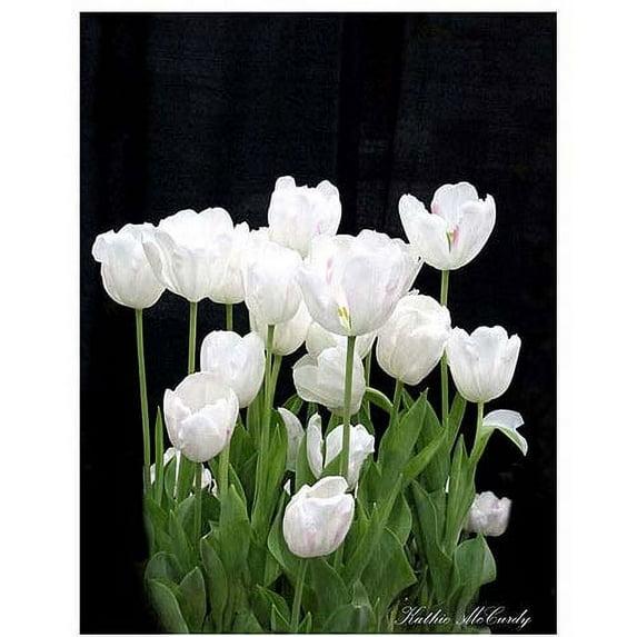 Trademark Fine Art " White Tulips " by Kathie McCurdy