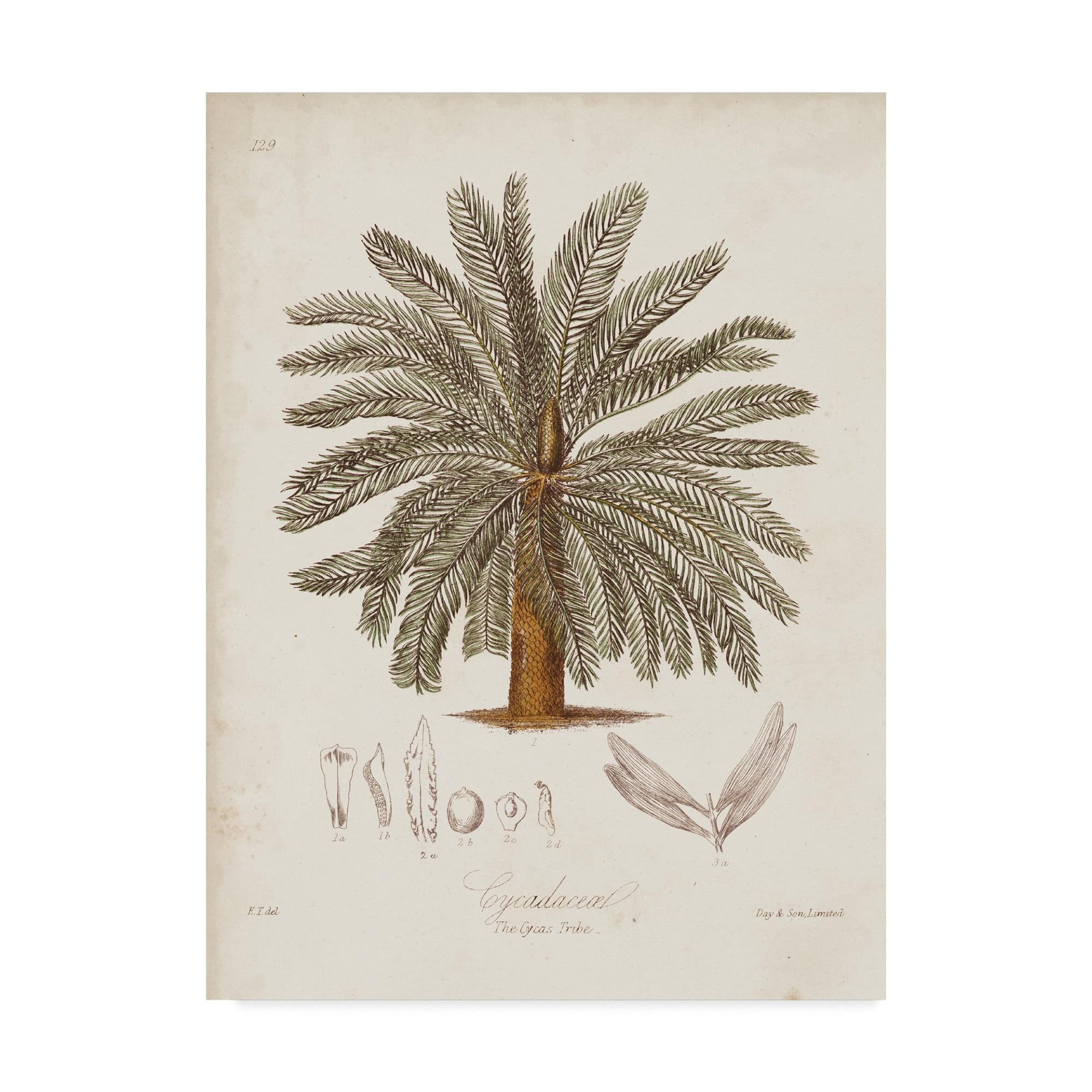 Trademark Fine Art 'Antique Tropical Palm I' Canvas Art by Elizabeth Twining