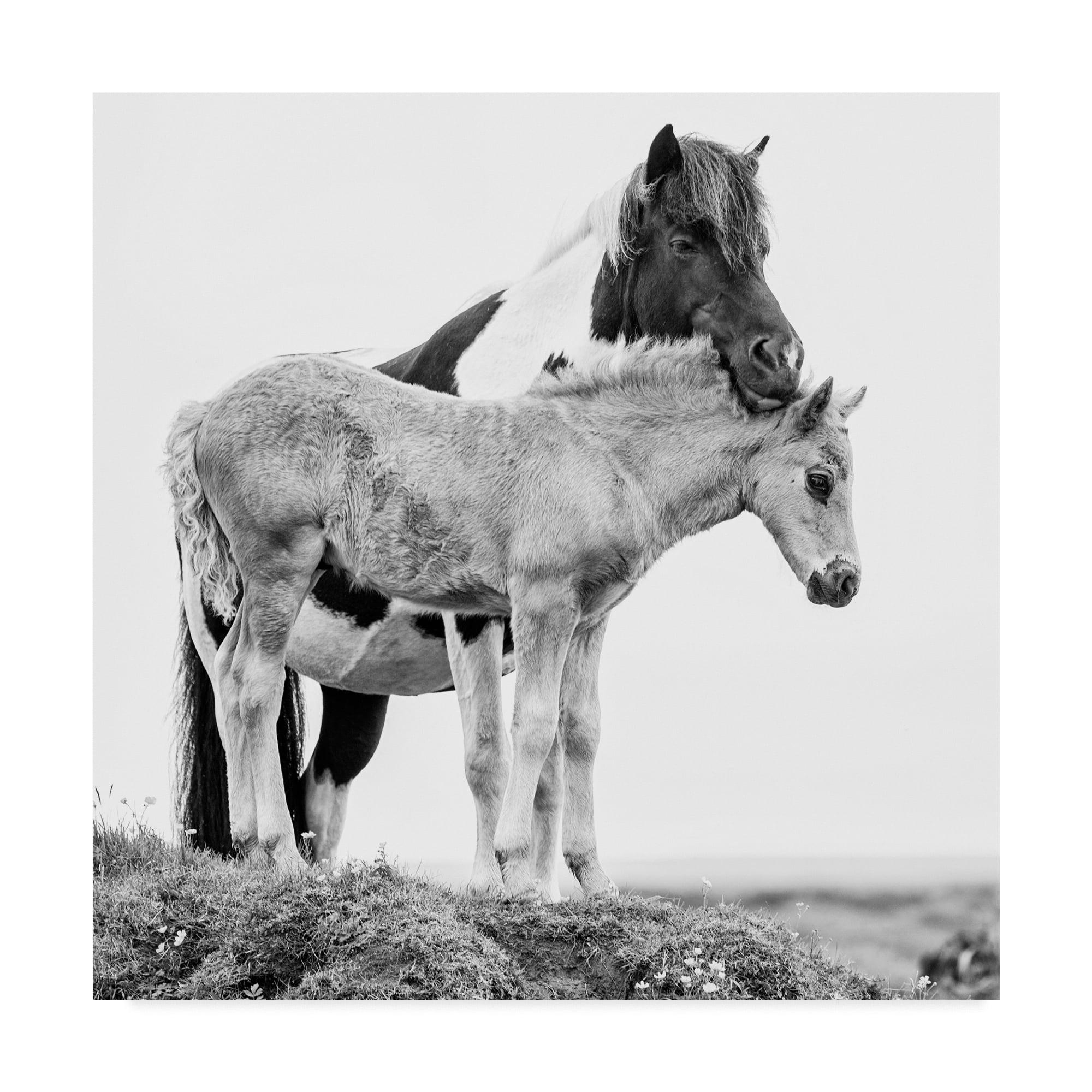 18x18 Black and White Horses Canvas Print with Wooden Frame