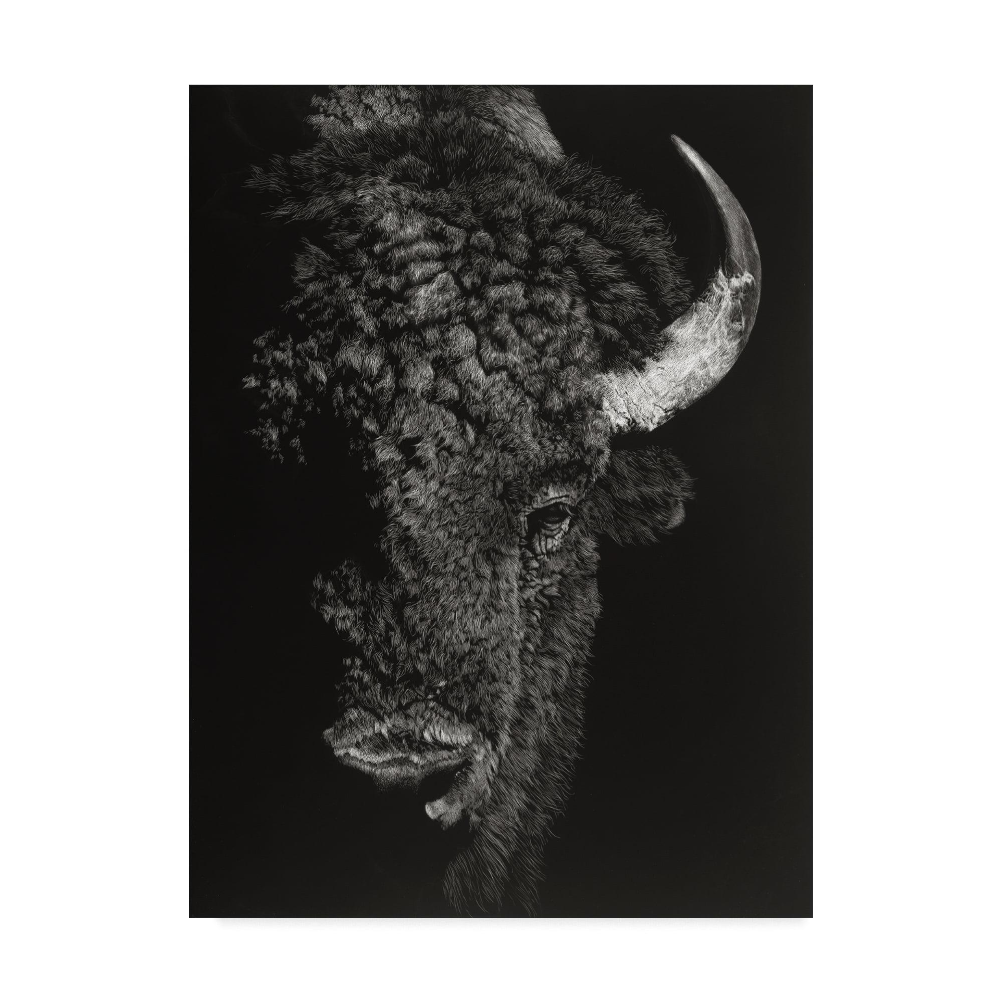 Black and White Buffalo Canvas Print, 24 x 32 Inches