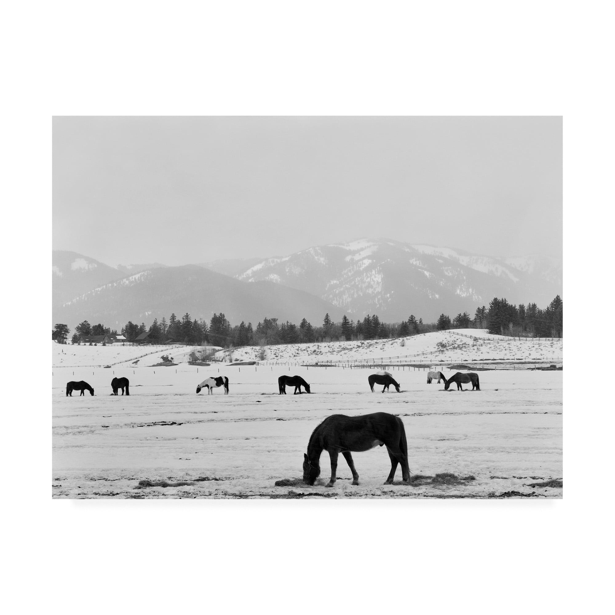 35"x47" Black Horse In Winters Mountains Wyoming by Monte Nagler: Unframed Canvas Wall Art - Trademark Fine Art