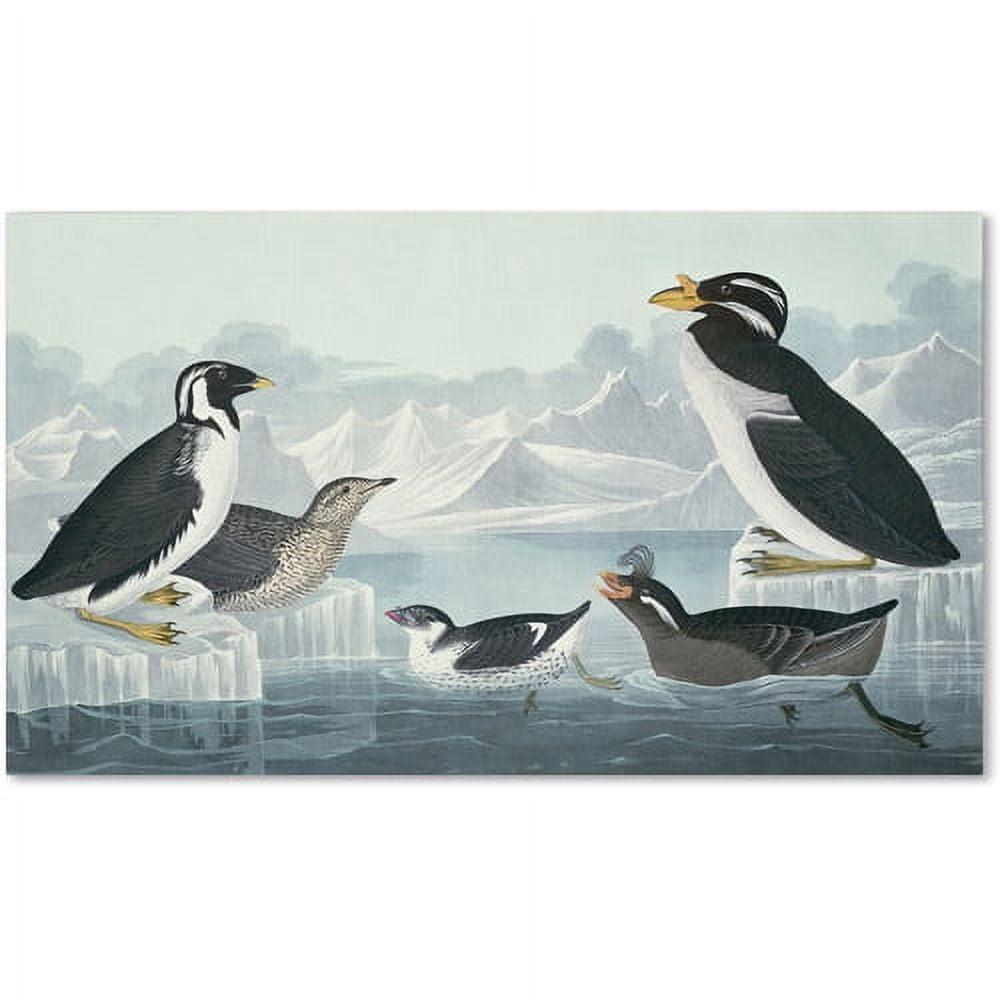 "Black-Throated Guillemot" by John James Audubon Painting Print on Wrapped Canvas