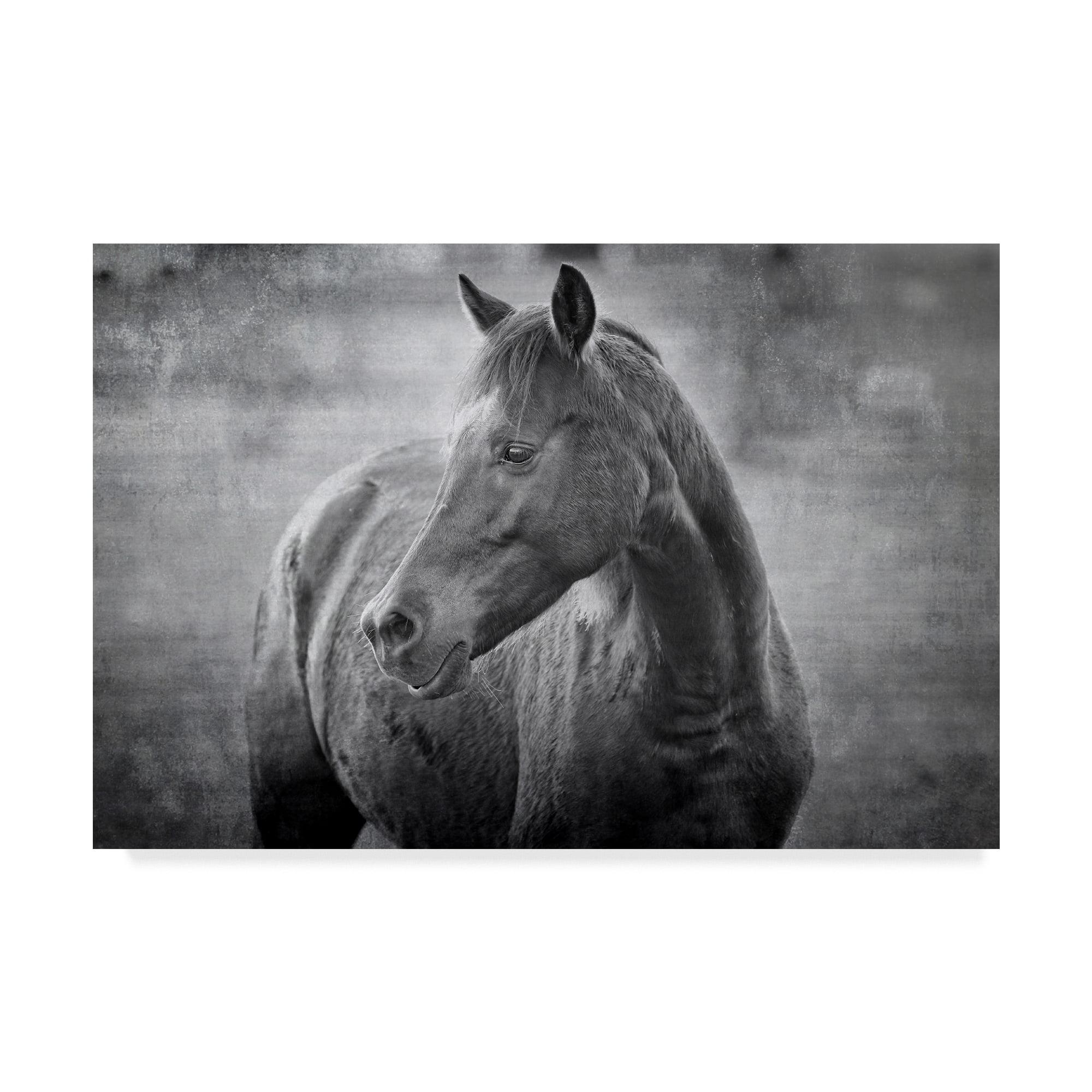 Trademark Fine Art 'Black and White Equine Portrait' Canvas Art by Beata Czyzowska Young