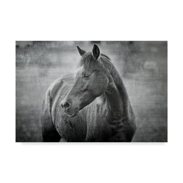 Trademark Fine Art 'Black and White Equine Portrait' Canvas Art by Beata Czyzowska Young