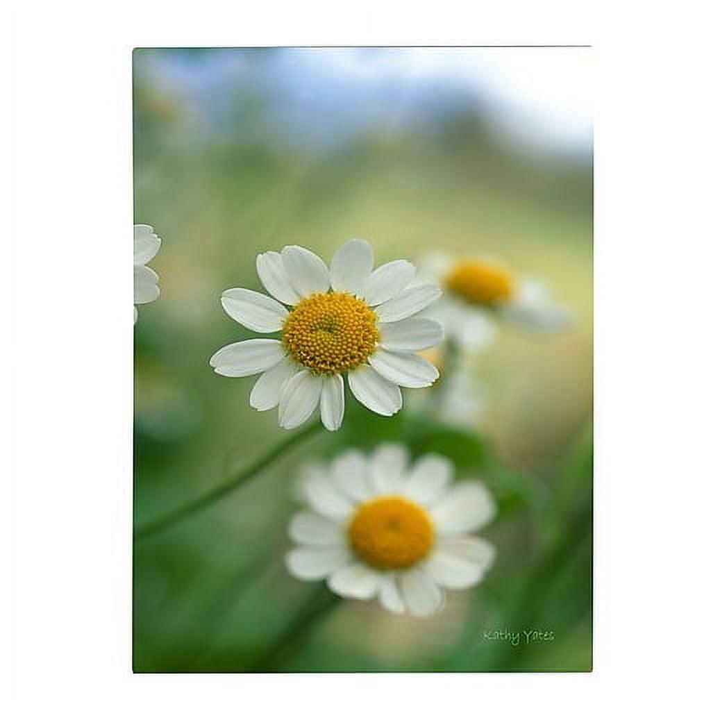 Chamomile Flower Fine Art Canvas Print 47 x 35 Inches