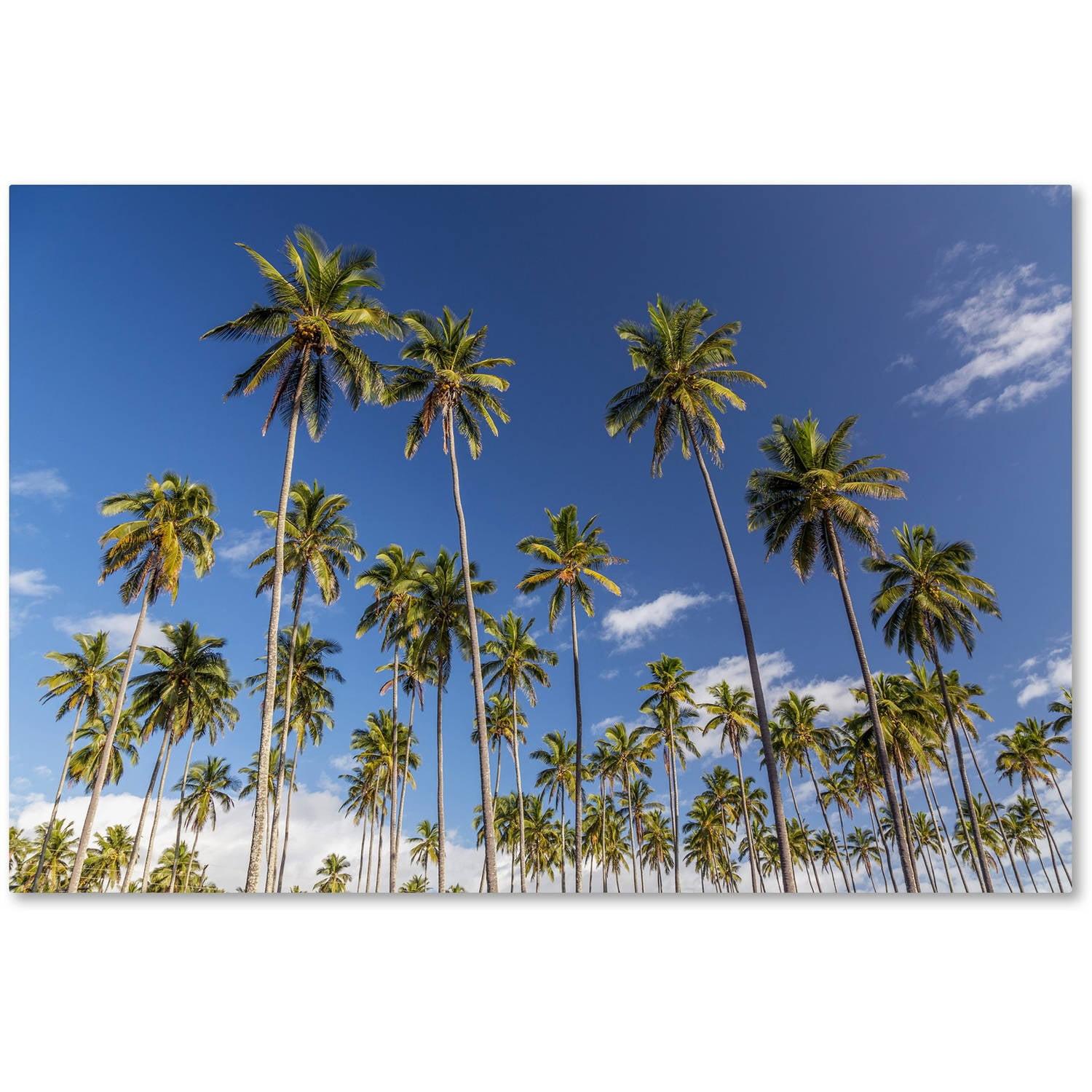 Coconut Grove Palm Trees Blue Sky Canvas Art