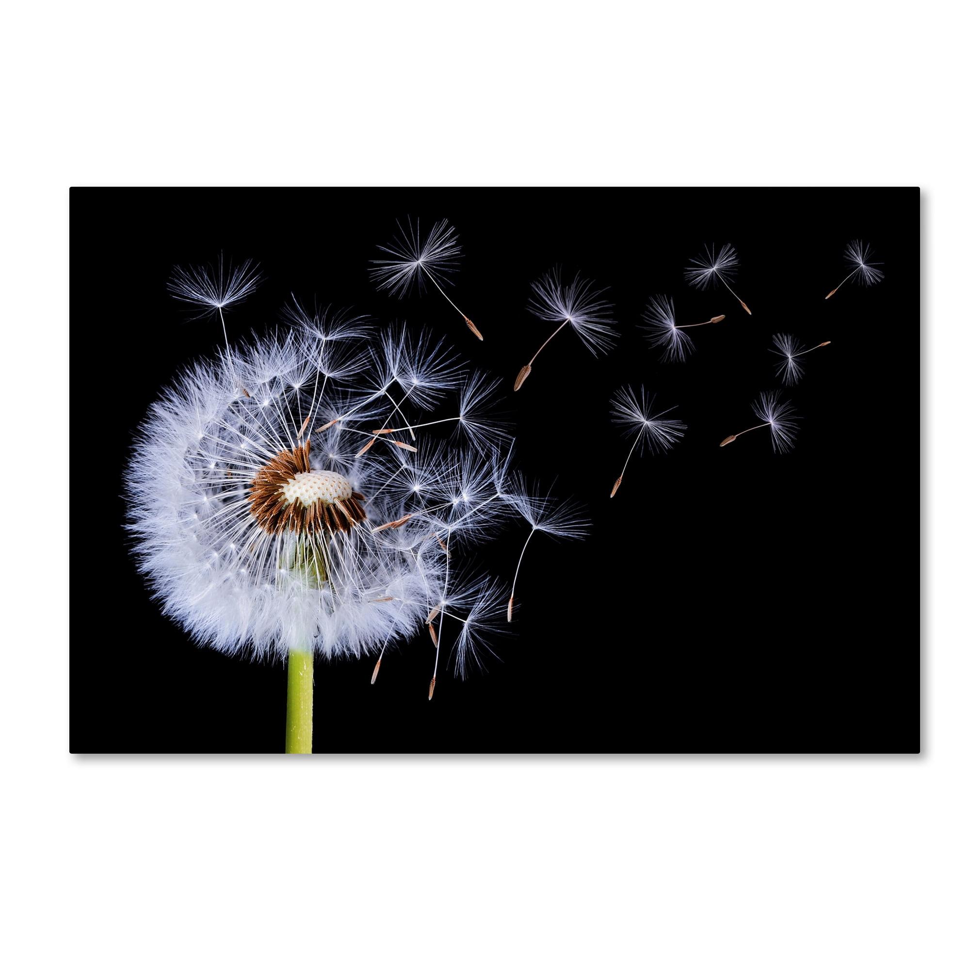 " Dandelion Blowing " by Bess Hamiti