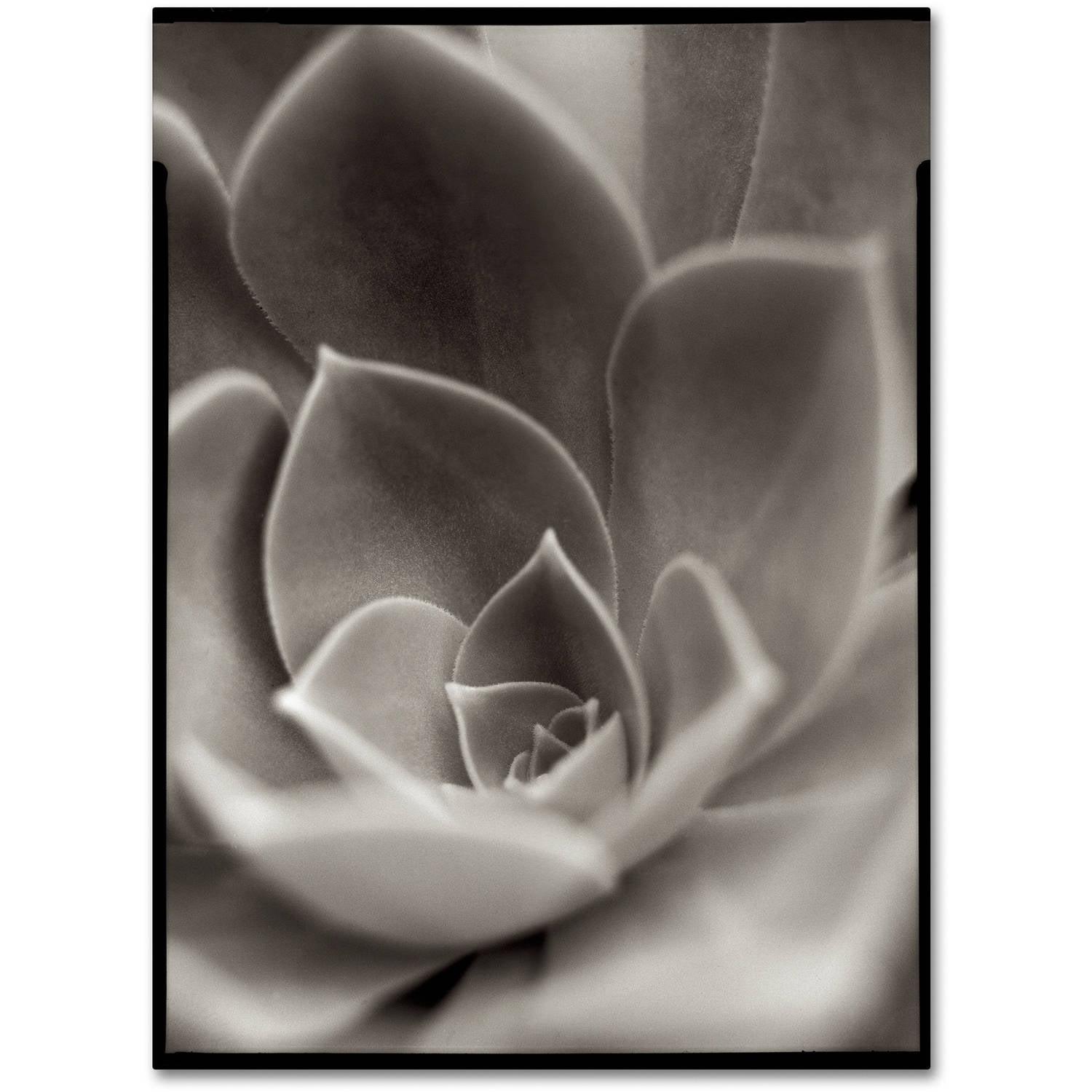 Trademark Fine Art "Florison 25" Canvas Art by Alan Blaustein