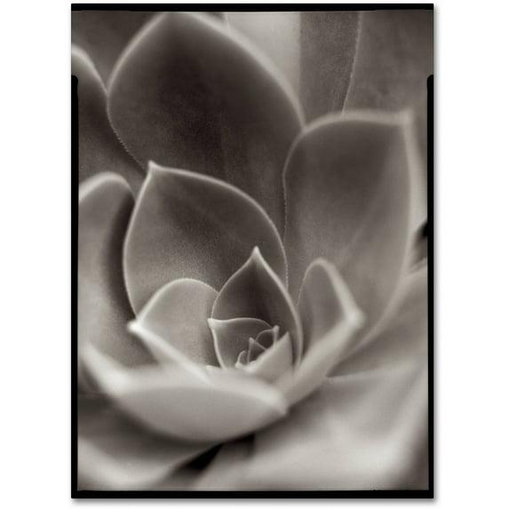 Trademark Fine Art "Florison 25" Canvas Art by Alan Blaustein