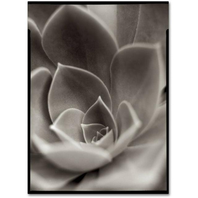 Trademark Fine Art "Florison 25" Canvas Art by Alan Blaustein