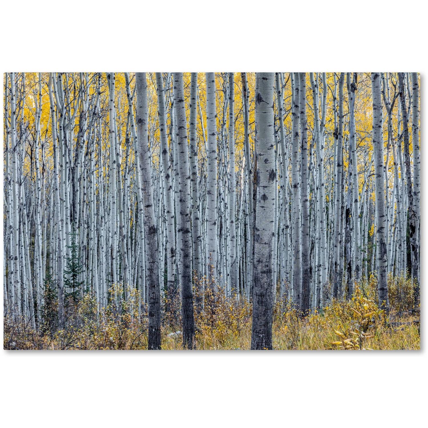 " Forest Of Aspen Trees " by Pierre Leclerc