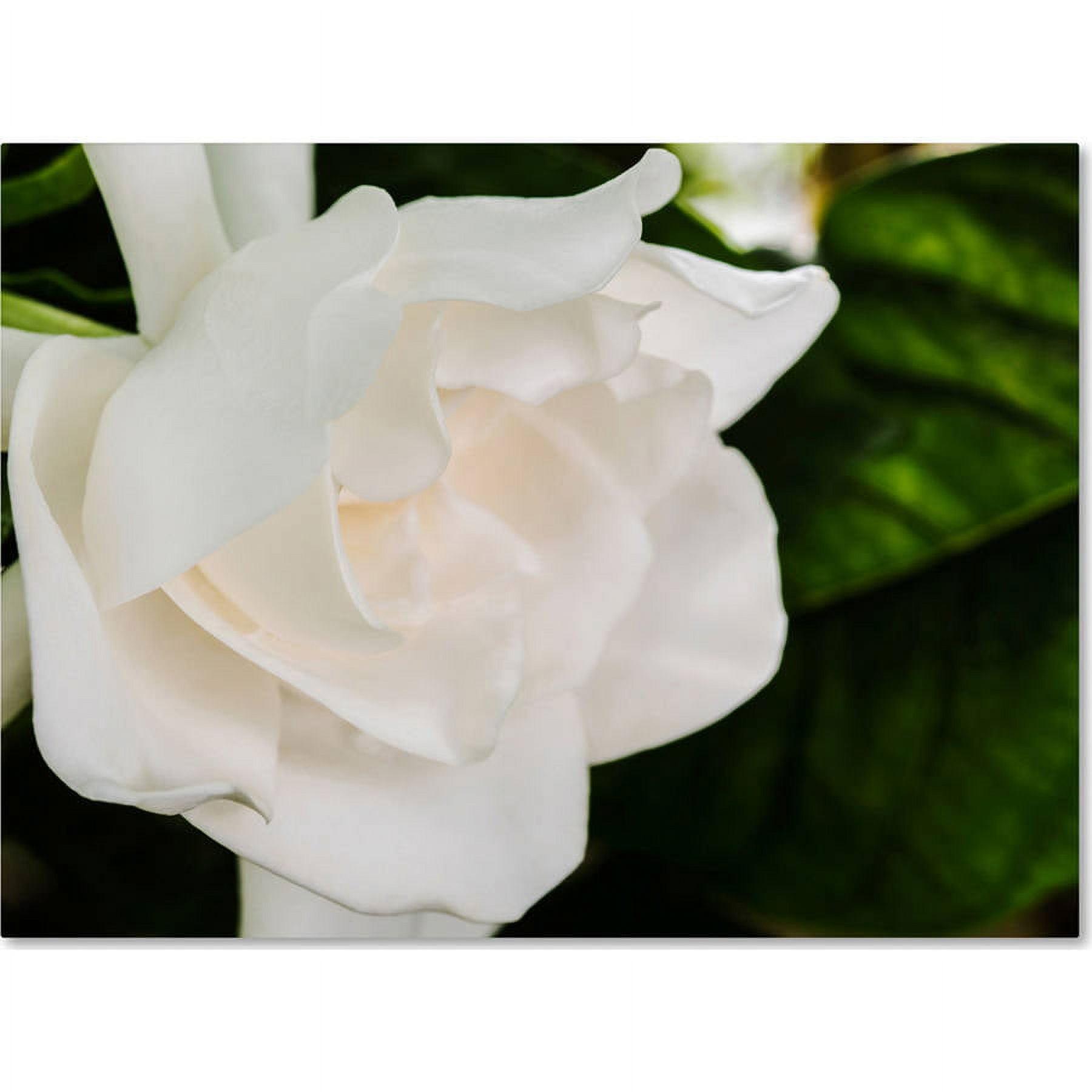 White Gardenia Canvas Art with Green Leaves