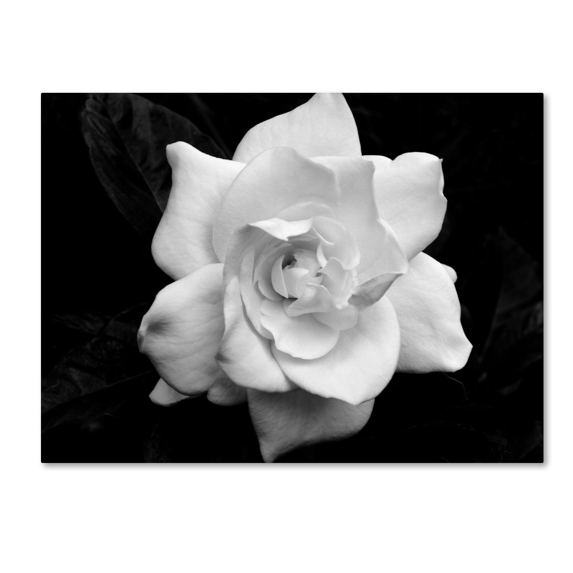 Large Black and White Framed Canvas Floral Art