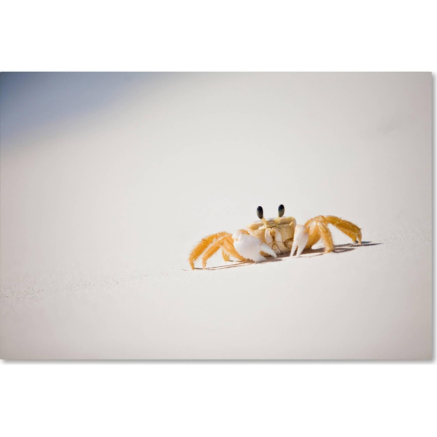 Trademark Fine Art Jason Shaffer " Ghost Crab 7 " by Yale Gurney