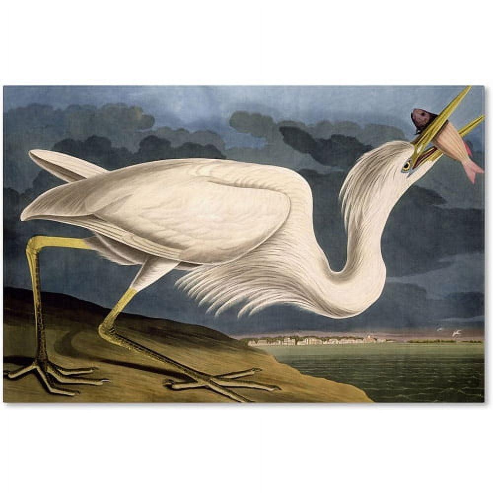 Great White Heron Fine Art Canvas Print, 16 x 24 Inch