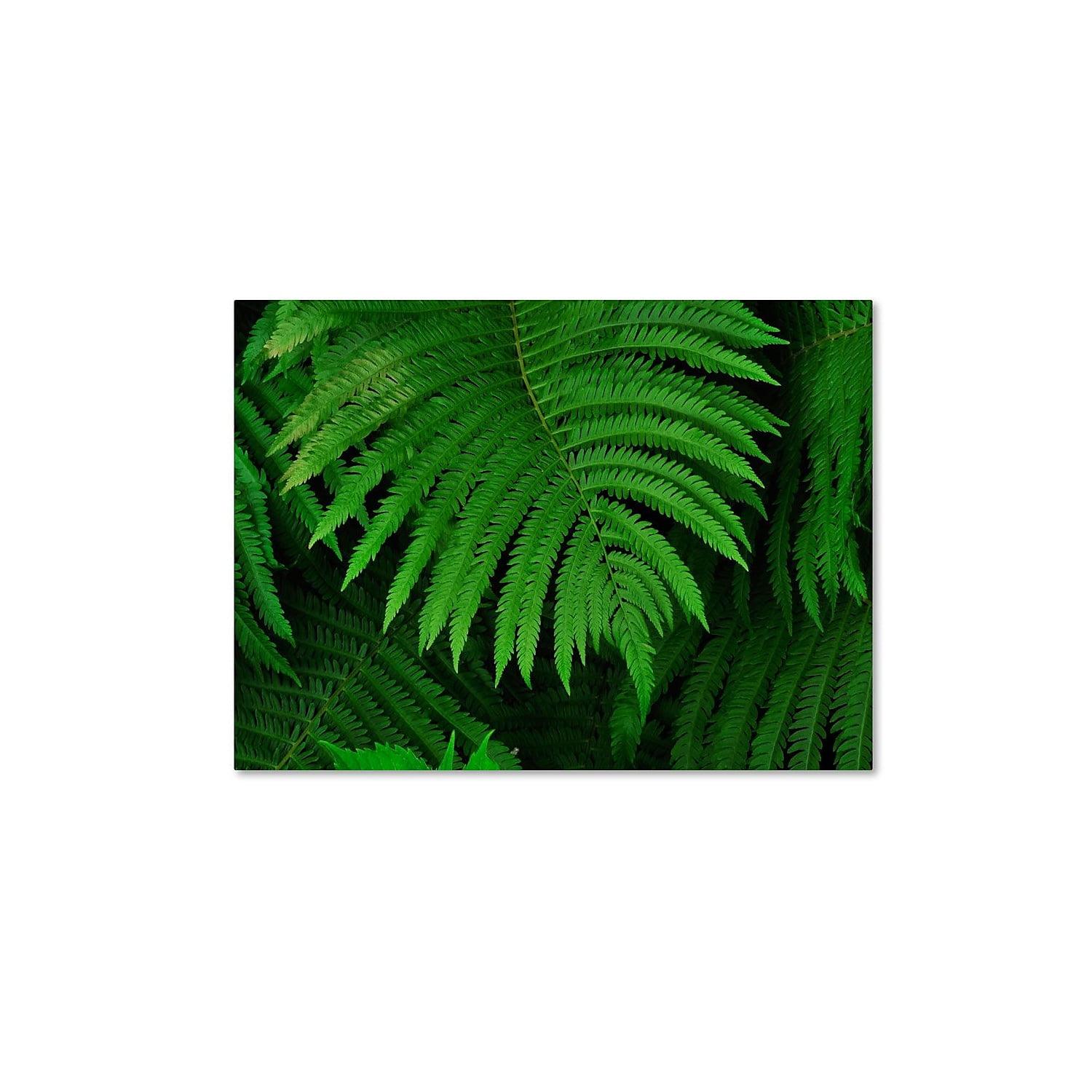 Healing Ferns Green Canvas Wall Art with Wooden Frame