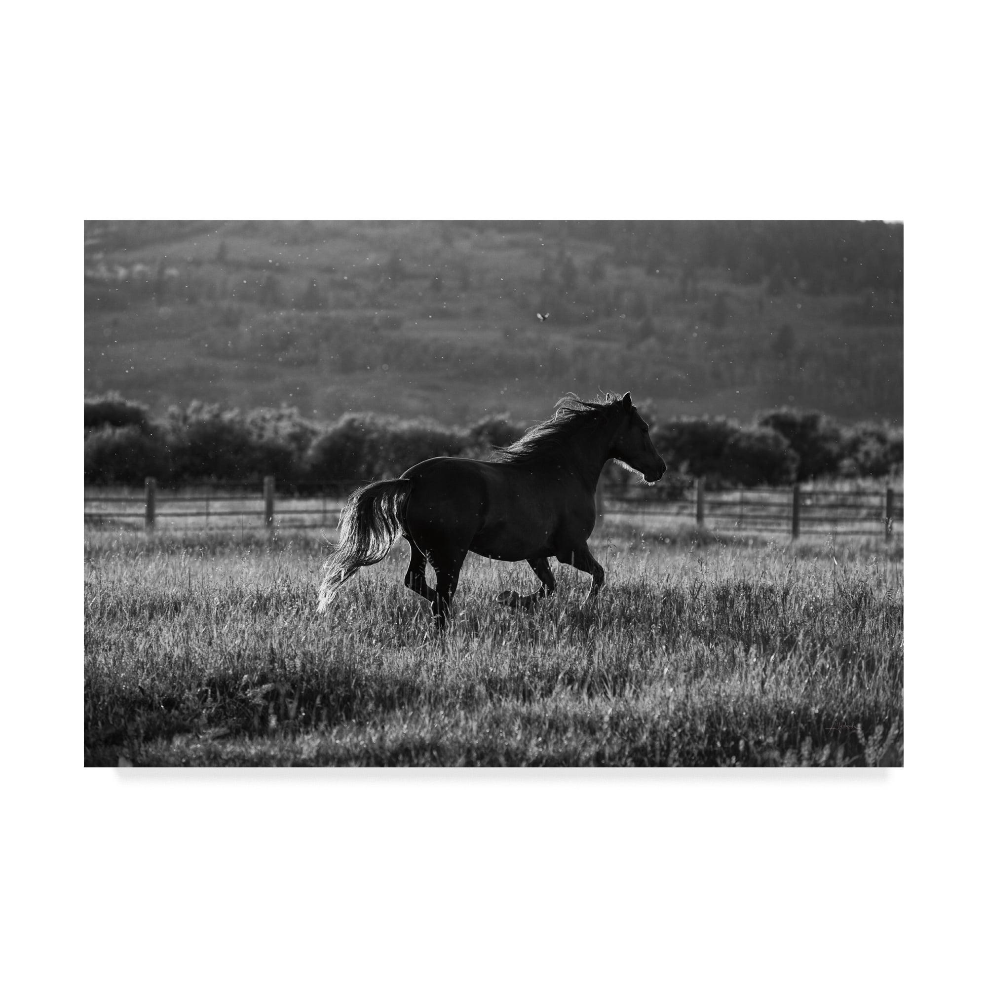 Natural Wood Framed Black and White Horse Canvas Art