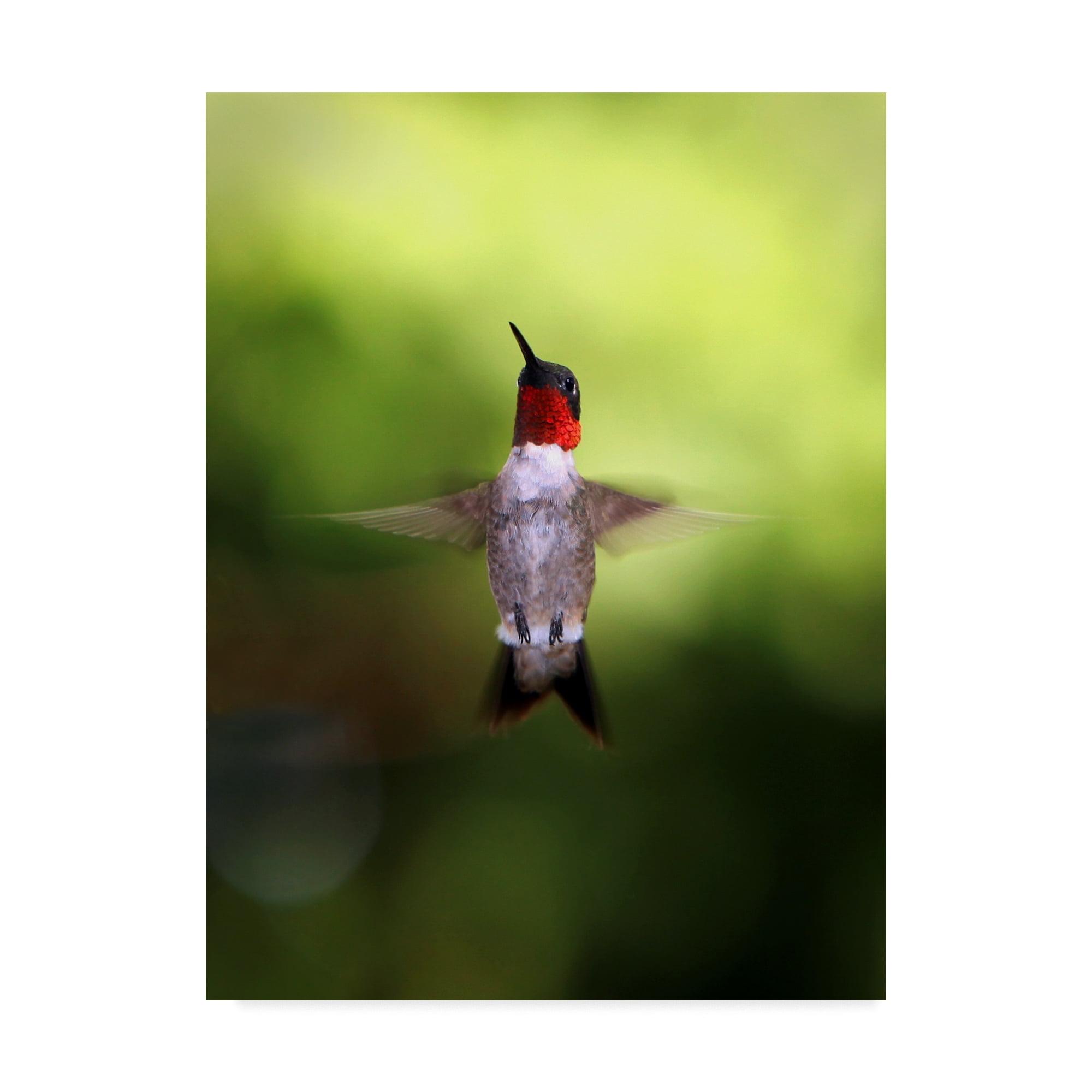 Hummingbird Blurred Green and Red Canvas Art 14x19