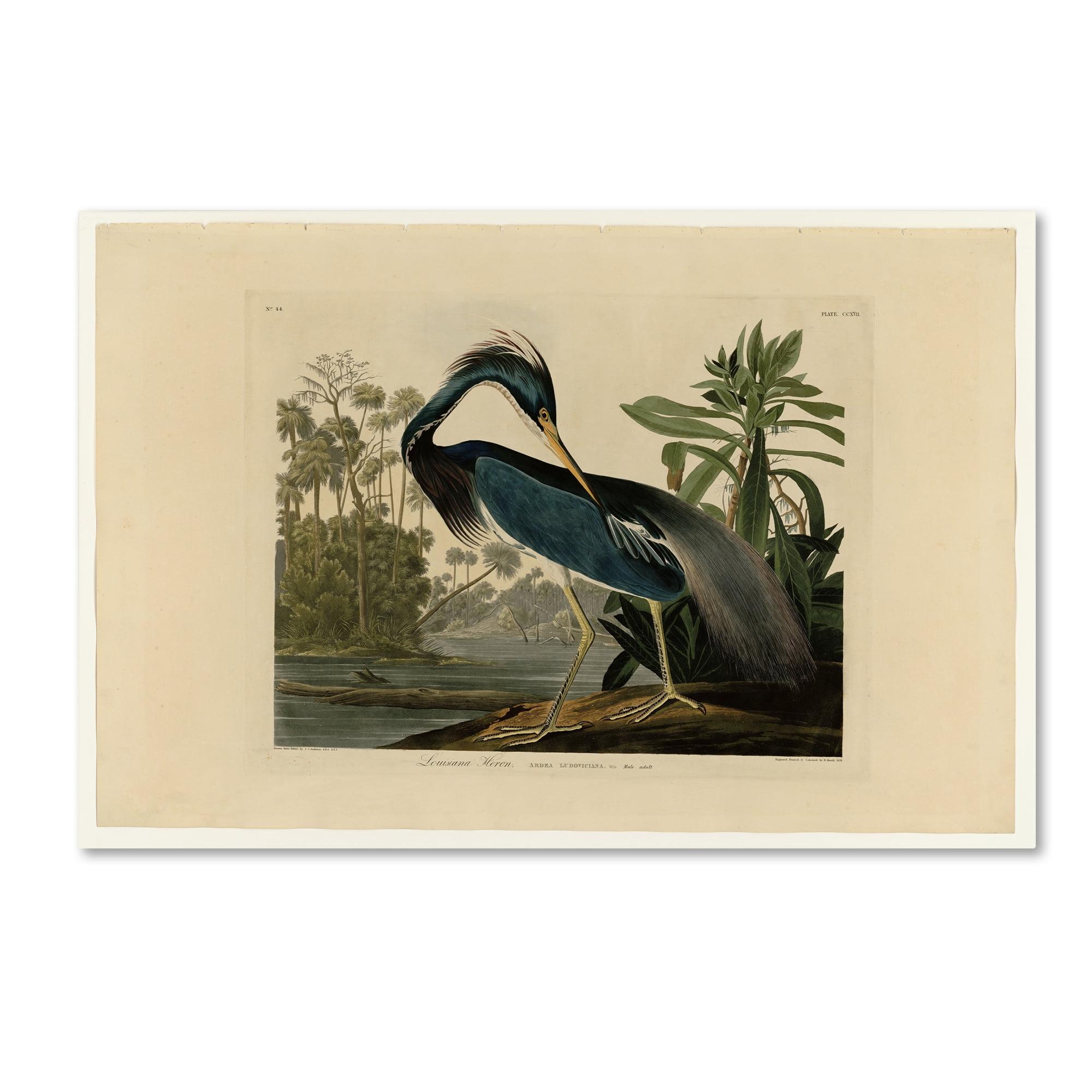 Louisiana Heron Traditional Gallery-Wrapped Canvas Art